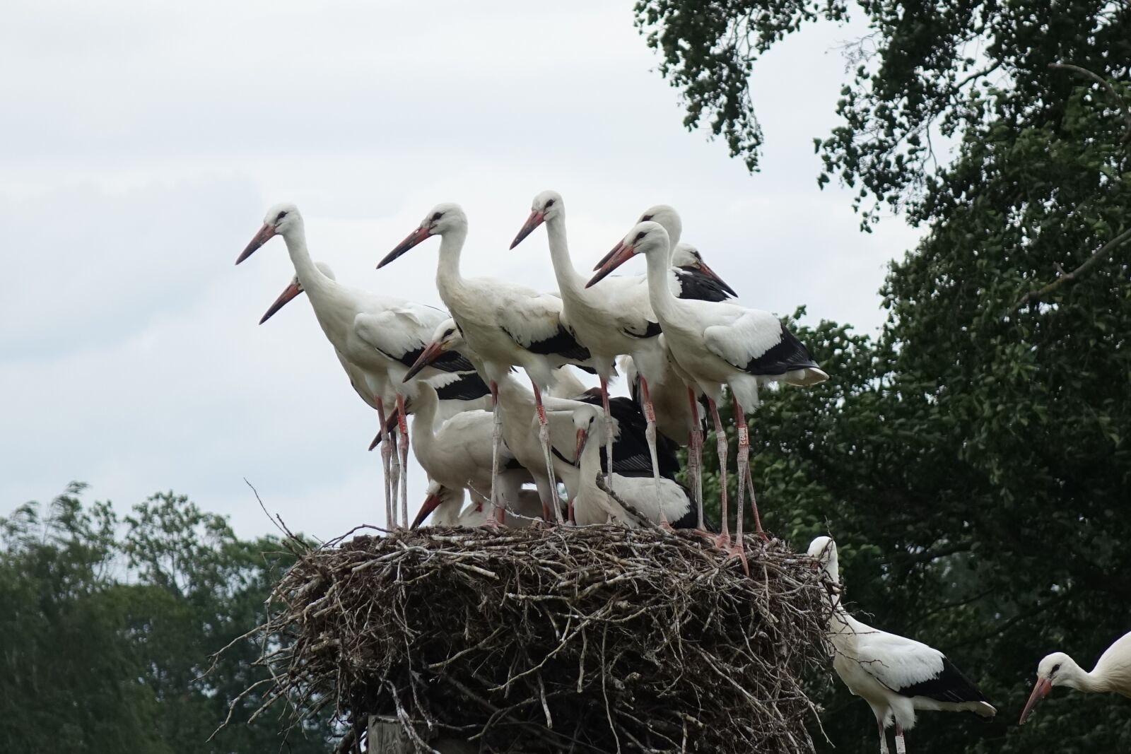 Sony Cyber-shot DSC-RX10 sample photo. Stork, the stork species photography