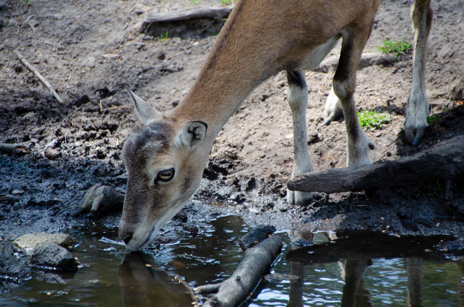 Nikon D5100 sample photo. Goat, drink, watering hole photography