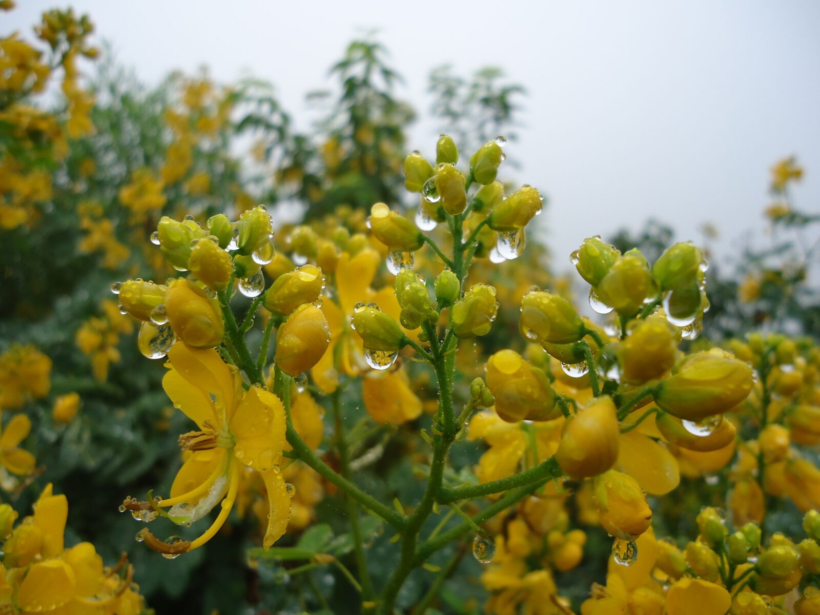 Sony Cyber-shot DSC-W610 sample photo. Yellow flowers, wild flowers photography