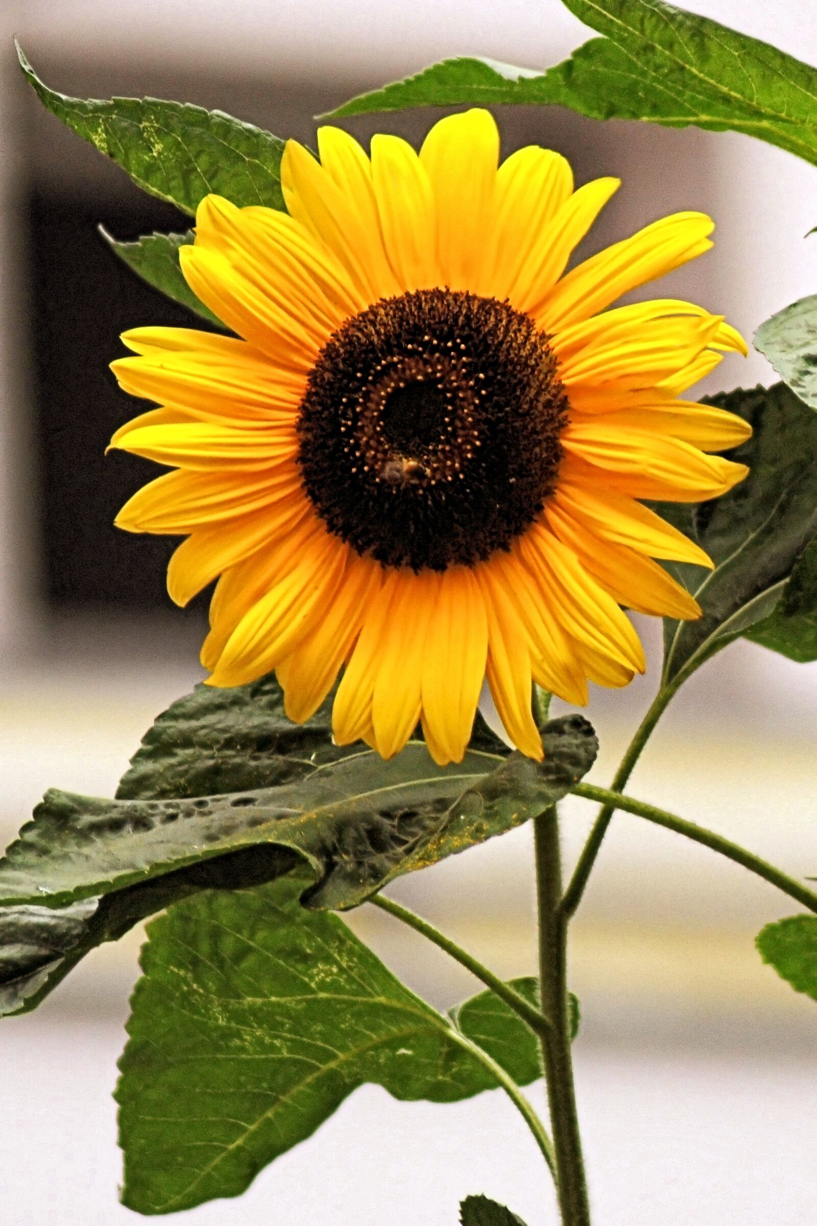Nikon D3000 sample photo. Sunflower, blossom, bloom photography