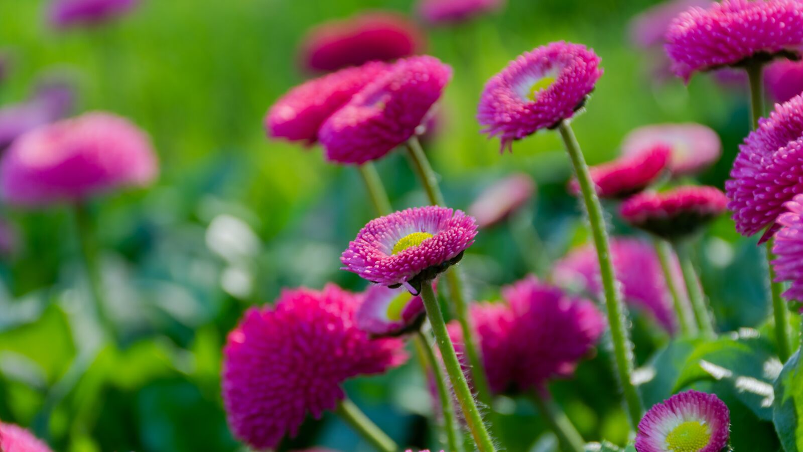 Nikon D7200 sample photo. Daisies, lilac, bright flowers photography