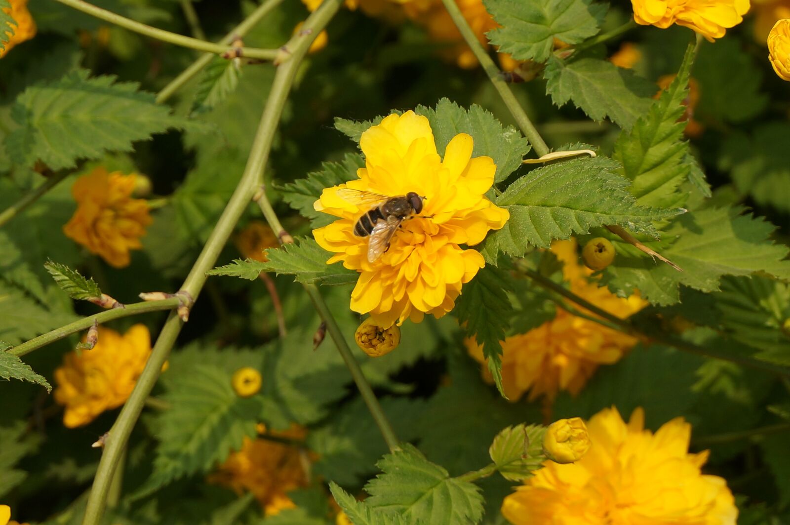 Sony Alpha NEX-5T sample photo. Burt's bees, bee, flower photography