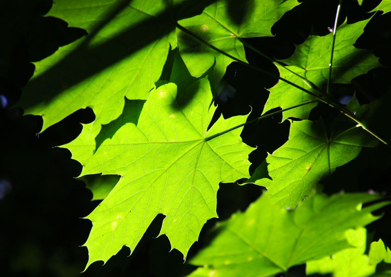 Canon EOS 700D (EOS Rebel T5i / EOS Kiss X7i) + Tamron 16-300mm F3.5-6.3 Di II VC PZD Macro sample photo. Green leaves, wood, green photography