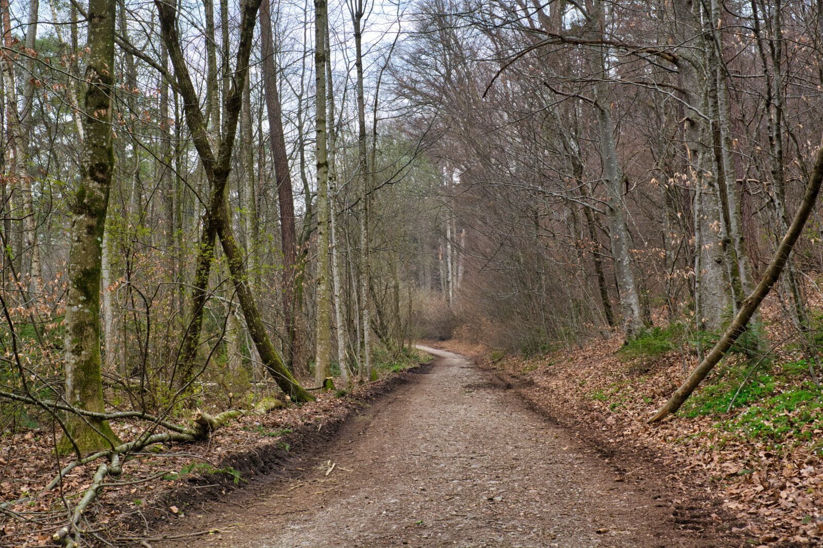 Nikon D7100 sample photo. Forest road, away, forest photography