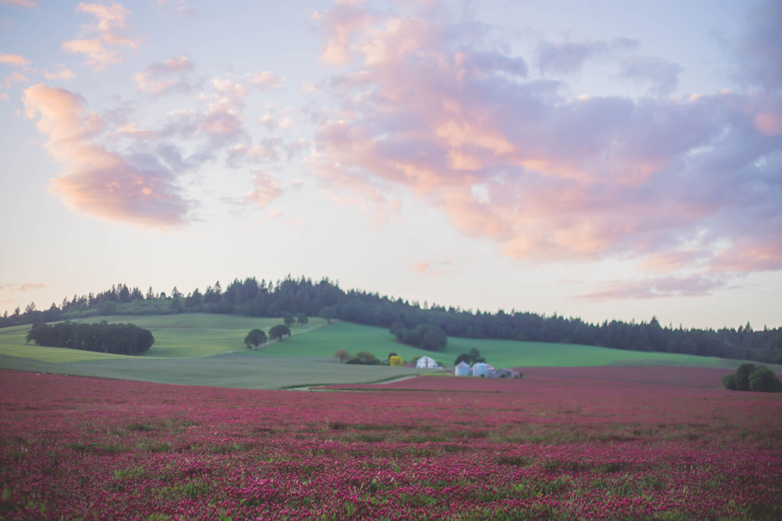 Canon EF 50mm F1.8 II sample photo. Field, flowers, mcminnville, oregon photography