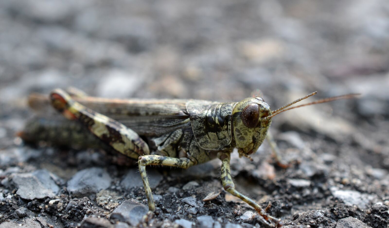Nikon D3100 sample photo. Insect, grasshopper, macro photography