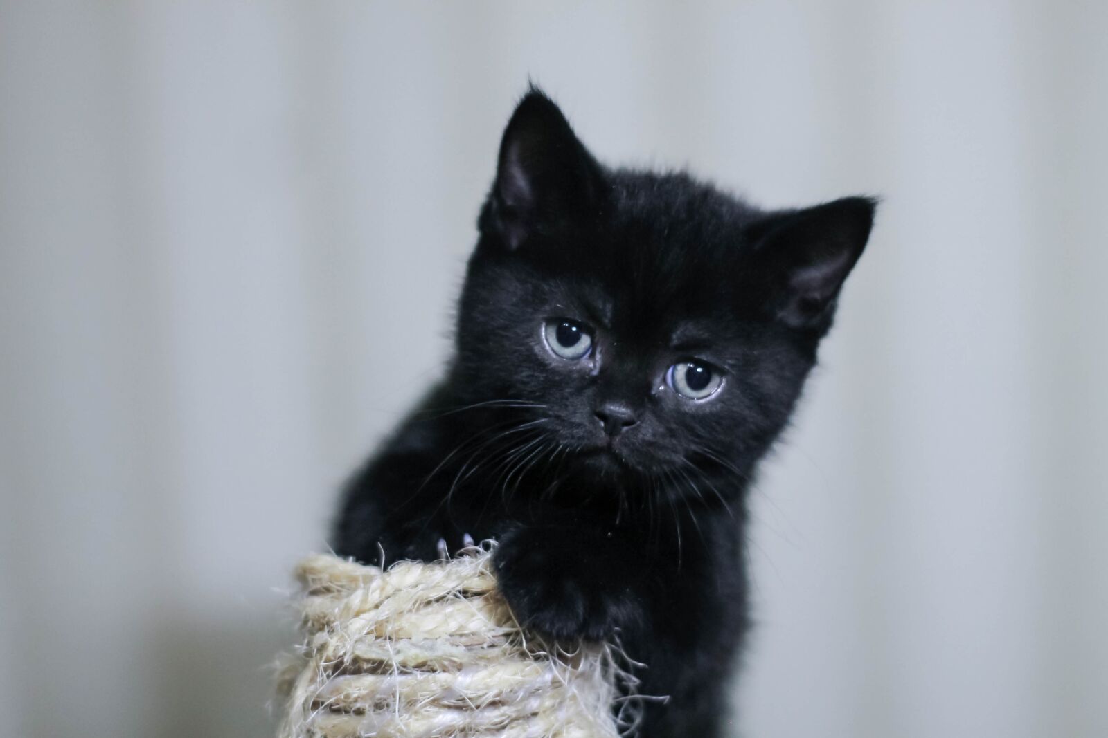 Canon EOS 1100D (EOS Rebel T3 / EOS Kiss X50) sample photo. Kitten, black cat, pet photography