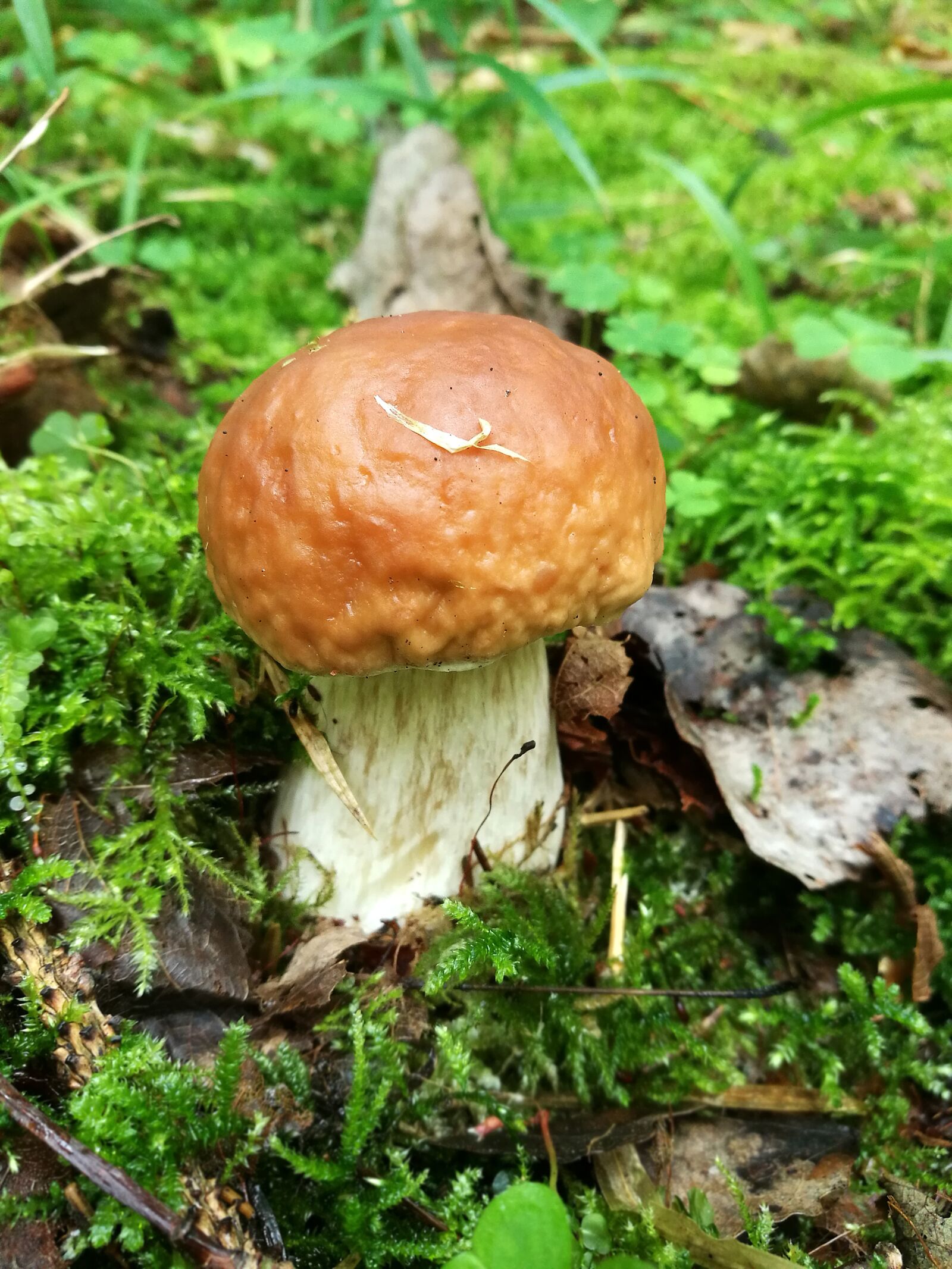 HUAWEI P9 sample photo. Mushrooms, boletus, forest photography