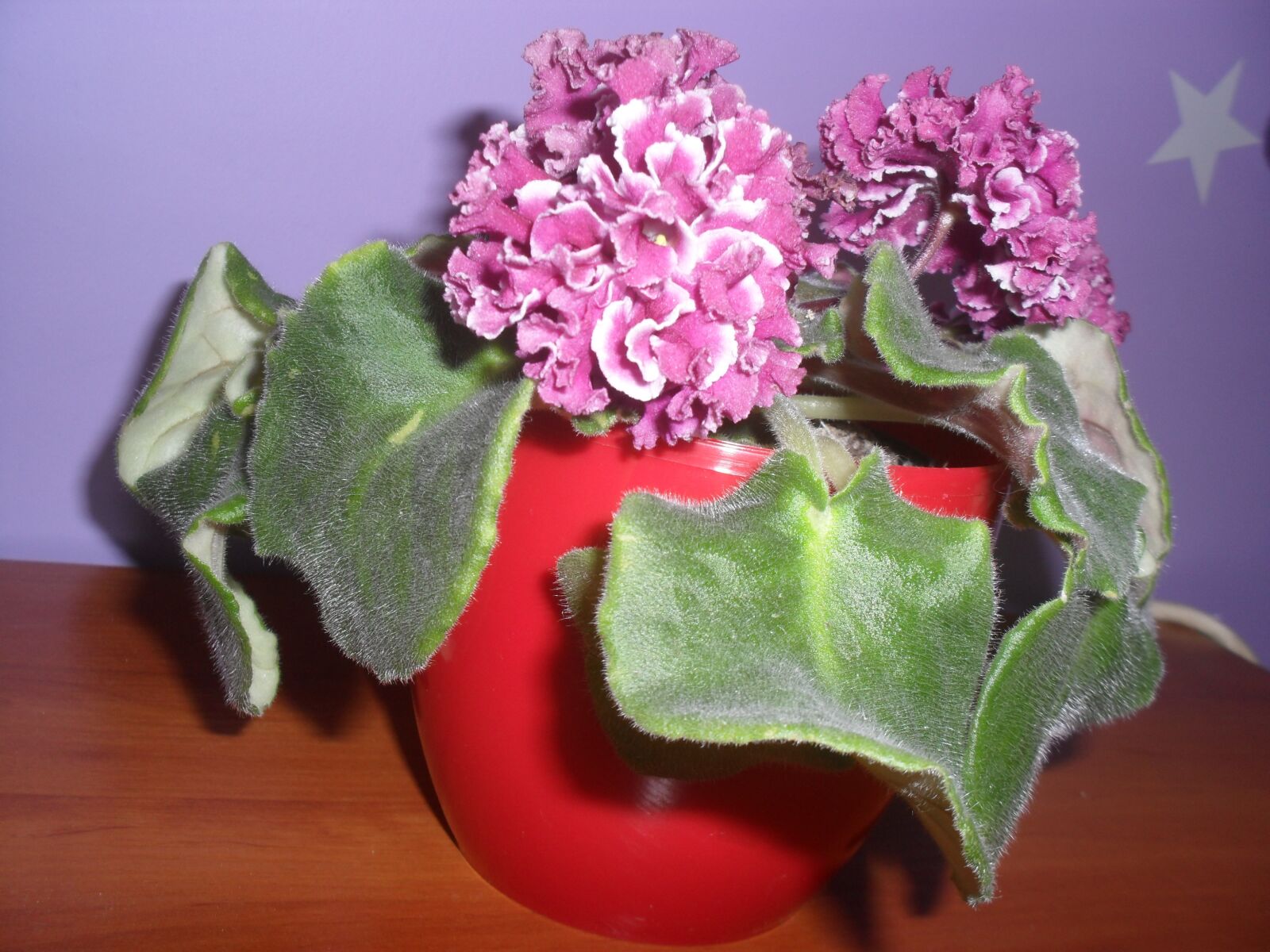 Samsung ES60 / VLUU ES60 /  SL105 /  ES63 sample photo. Flower pot, flower, violet photography