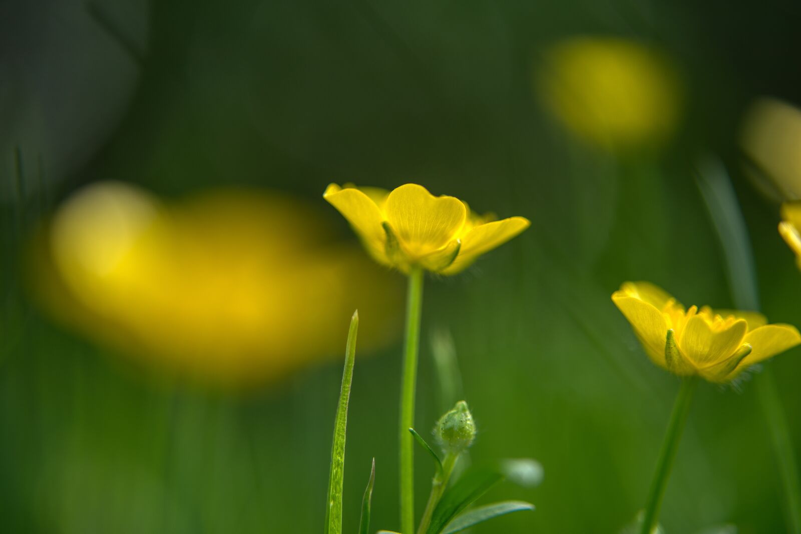 Nikon D750 sample photo. Buttercup, yellow, blossom photography