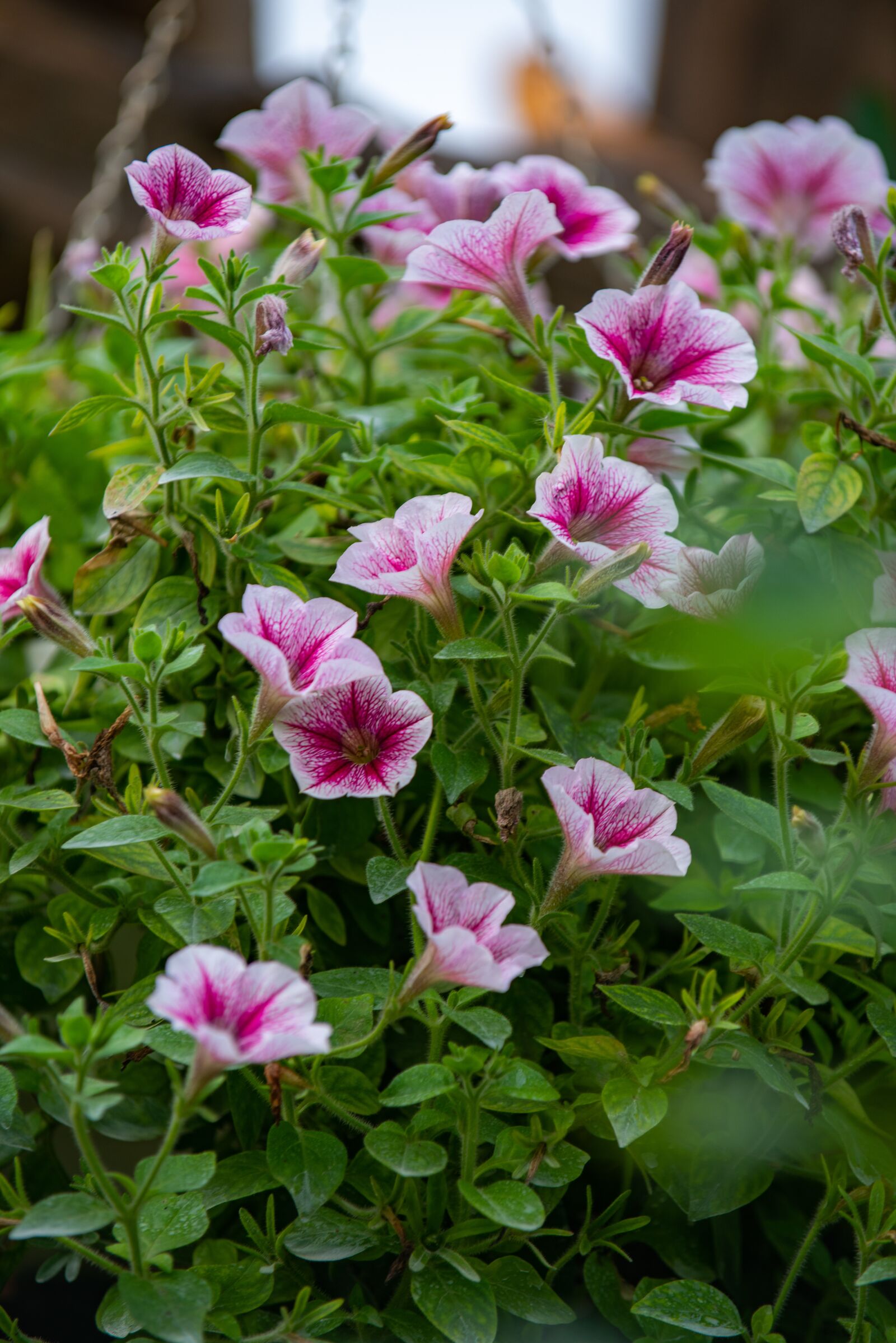Nikon D810 sample photo. Flower, nest workshop, tree photography