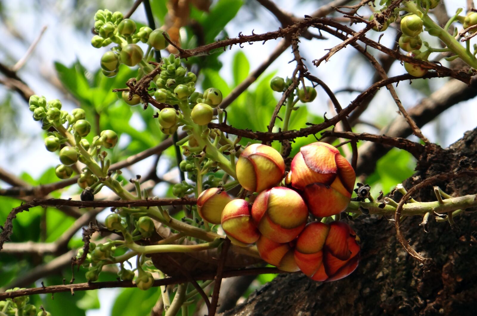 Sony DSC-HX200V sample photo. Cannonball tree, bud, flower photography
