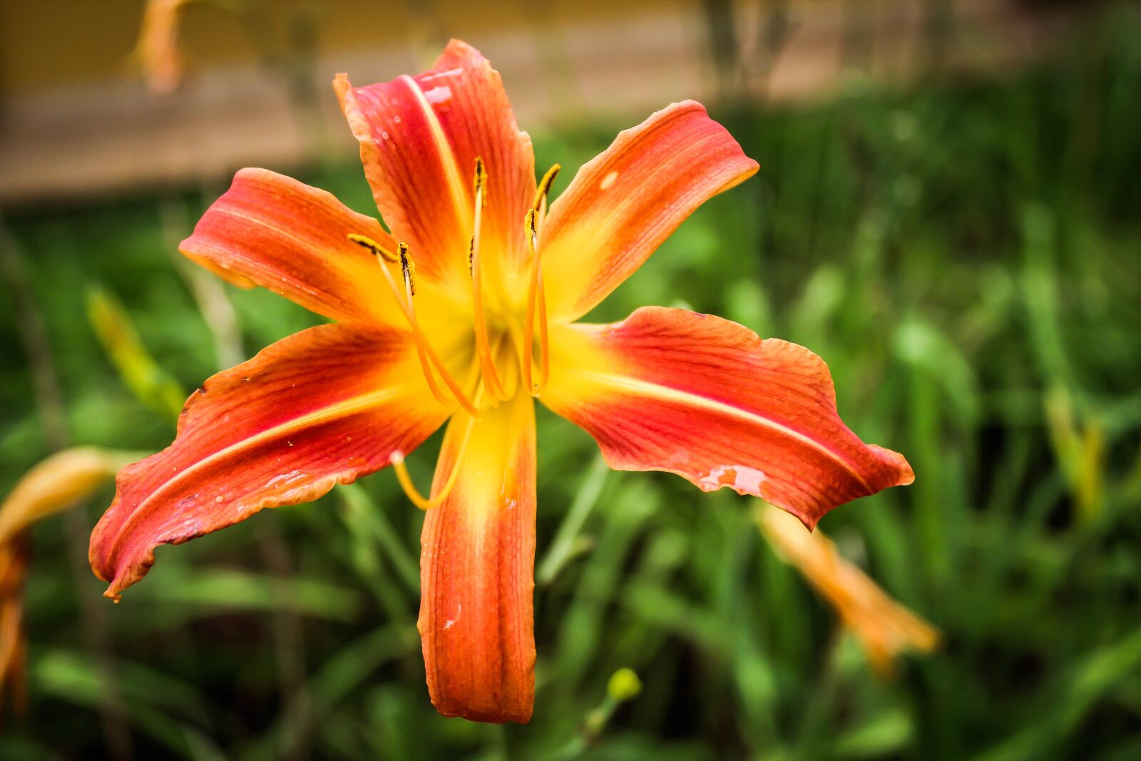 Canon EOS 600D (Rebel EOS T3i / EOS Kiss X5) sample photo. Nature, flower, plant photography