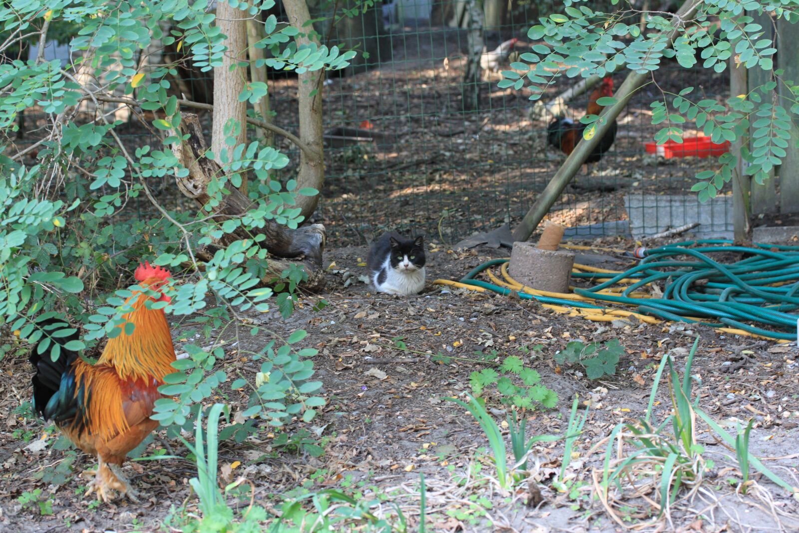 Canon EOS 500D (EOS Rebel T1i / EOS Kiss X3) sample photo. Cat, rooster, plants photography