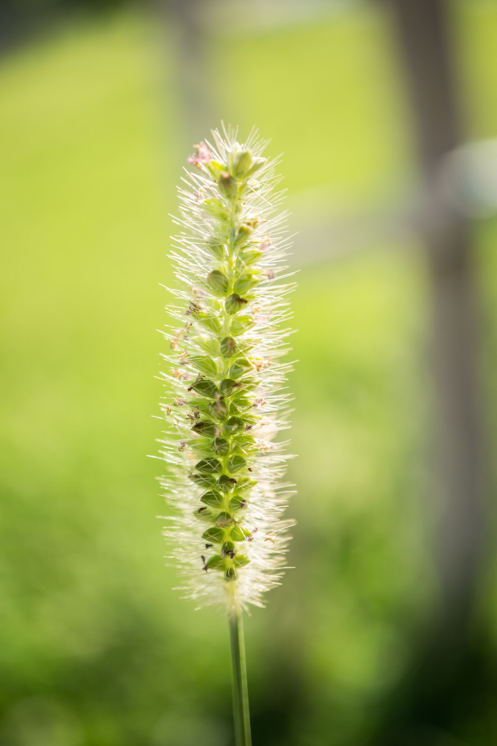 Sony E 30mm F3.5 Macro sample photo. Grass, green, nature photography