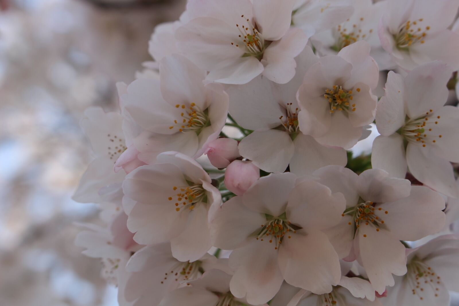 Canon EOS 100D (EOS Rebel SL1 / EOS Kiss X7) sample photo. Cherry blossom, spring, flowers photography