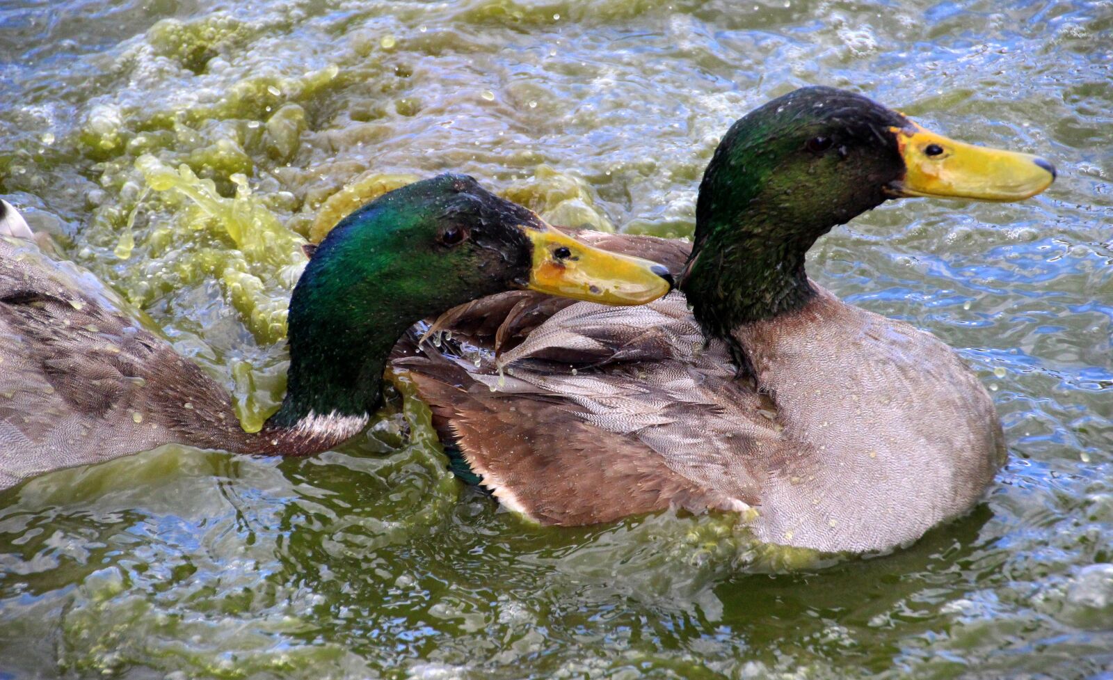 Canon EOS 650D (EOS Rebel T4i / EOS Kiss X6i) sample photo. Ducks, mallards, drake photography