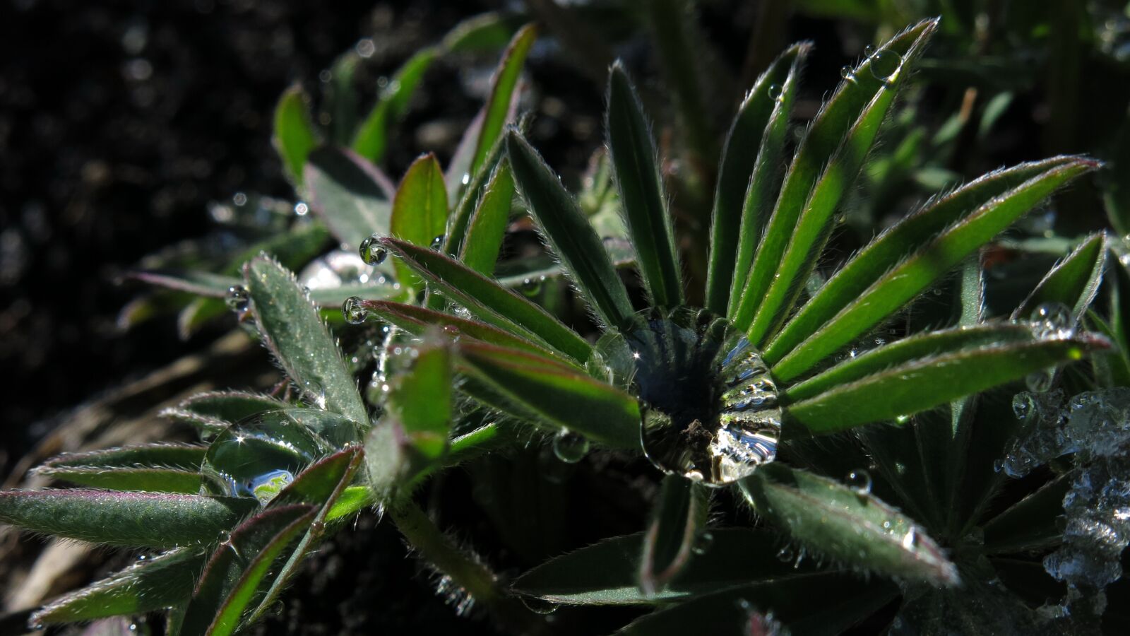 Canon PowerShot G15 sample photo. Lupine, drop of water photography