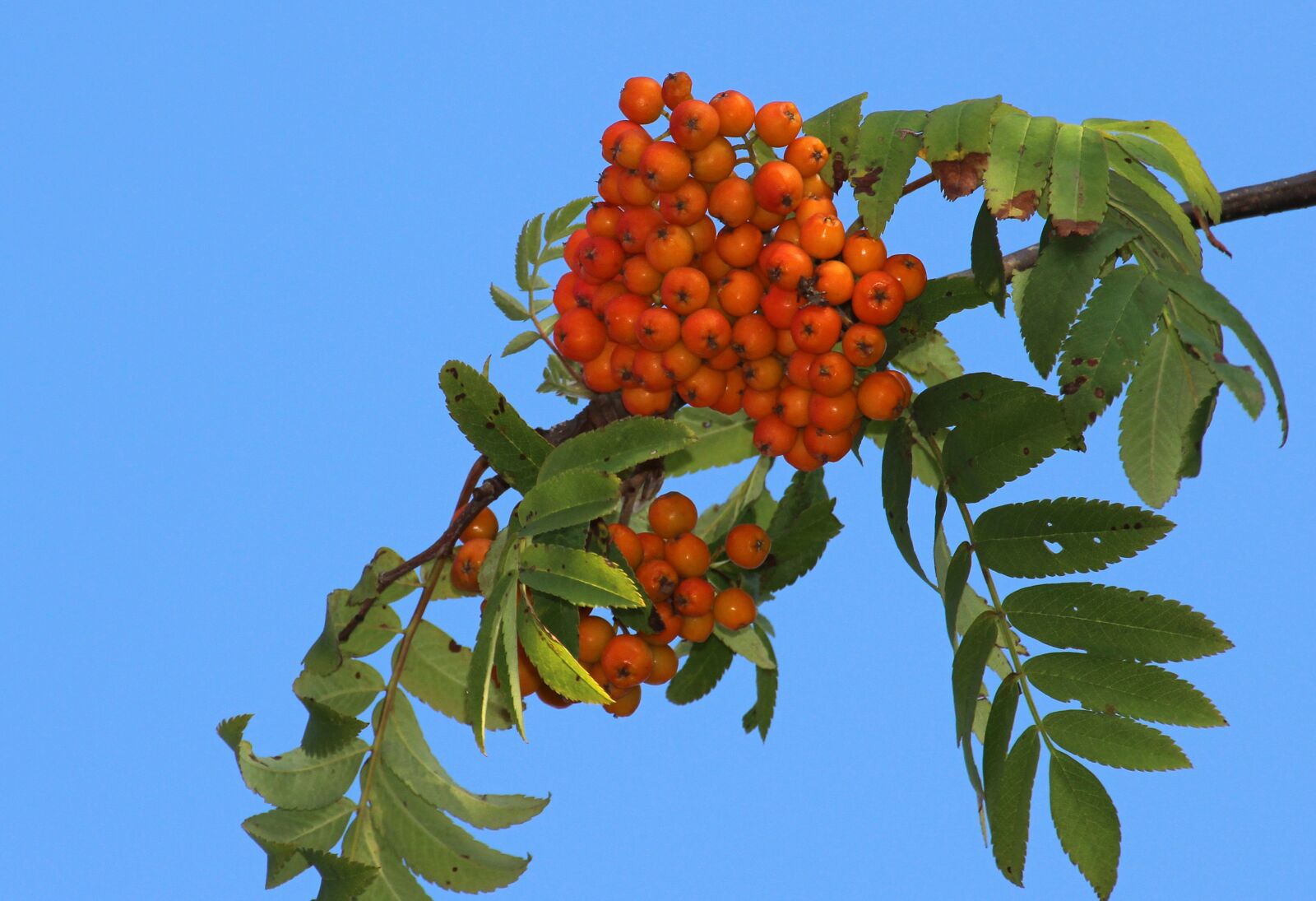Canon EOS 650D (EOS Rebel T4i / EOS Kiss X6i) sample photo. Rowan, mountain ash, autumn photography