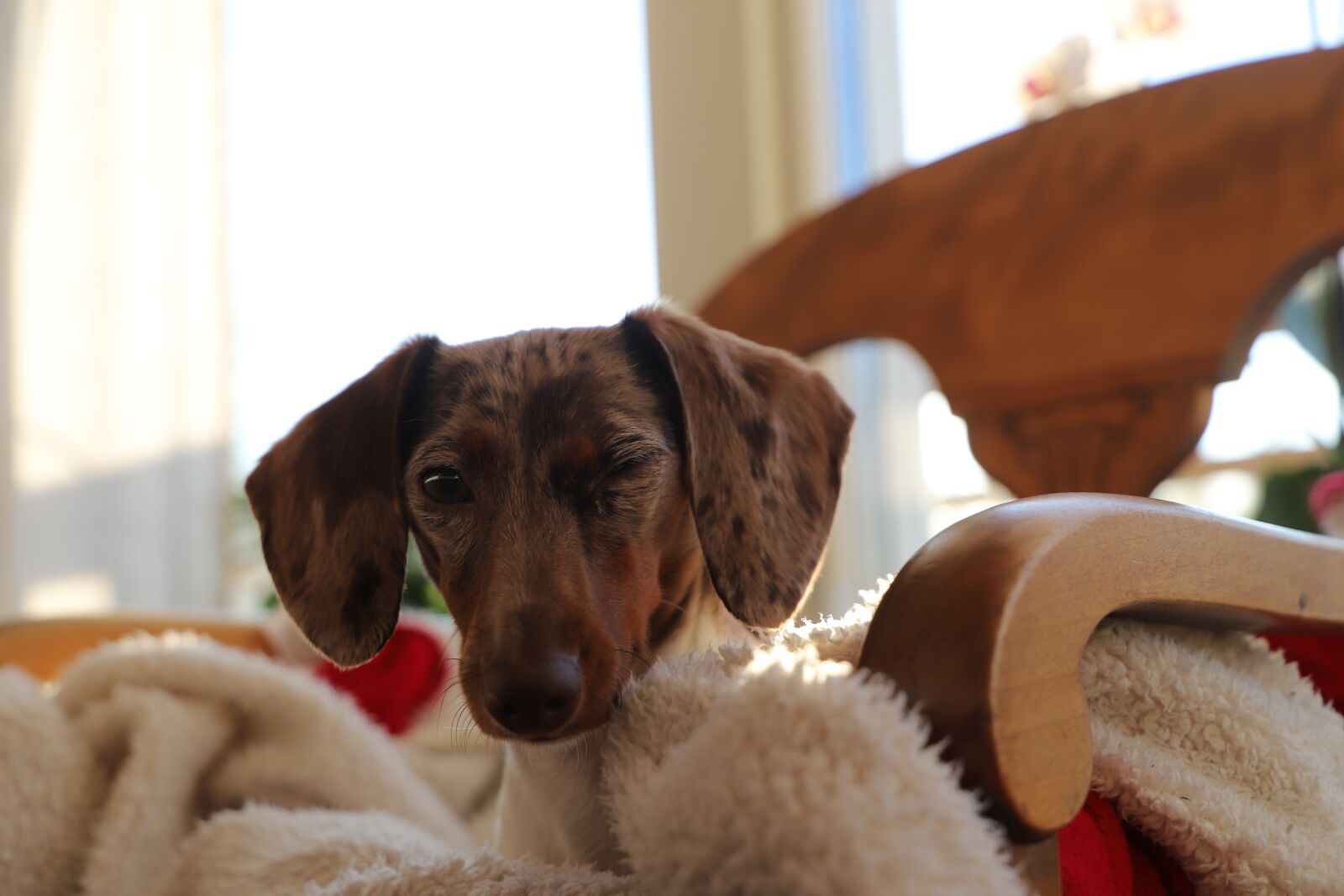 Canon EOS 6D Mark II sample photo. Dog, cute, pet photography