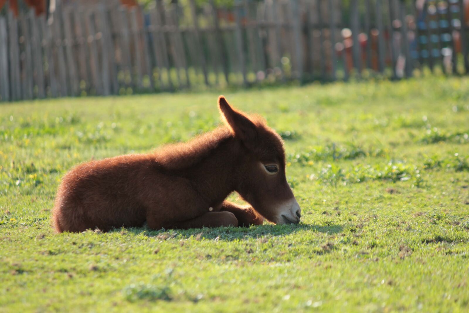Canon EOS 550D (EOS Rebel T2i / EOS Kiss X4) + Canon EF-S 55-250mm F4-5.6 IS sample photo. Offspring, pony, laying, horse photography