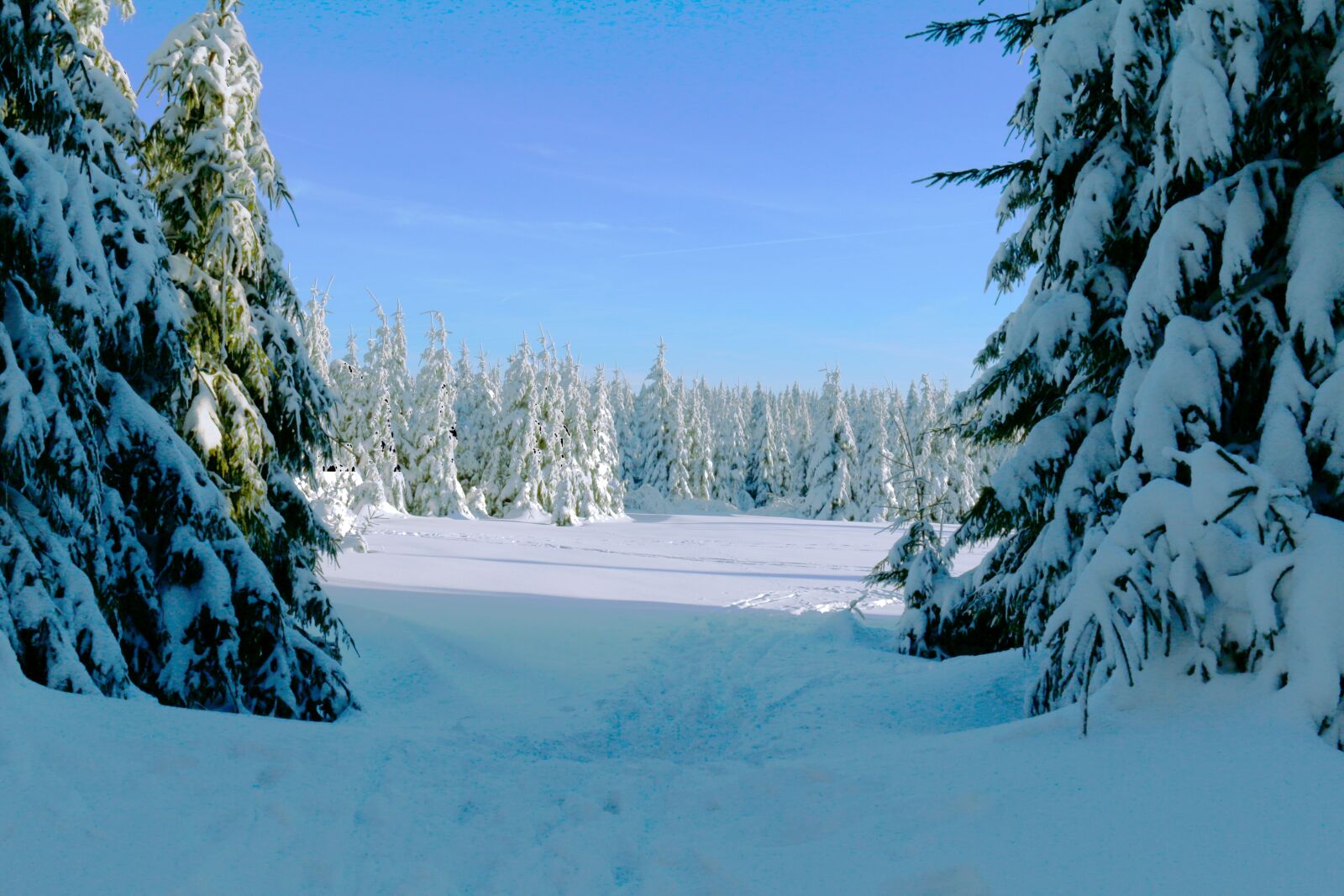 Canon EOS 70D sample photo. Winter forest, cold, snow photography