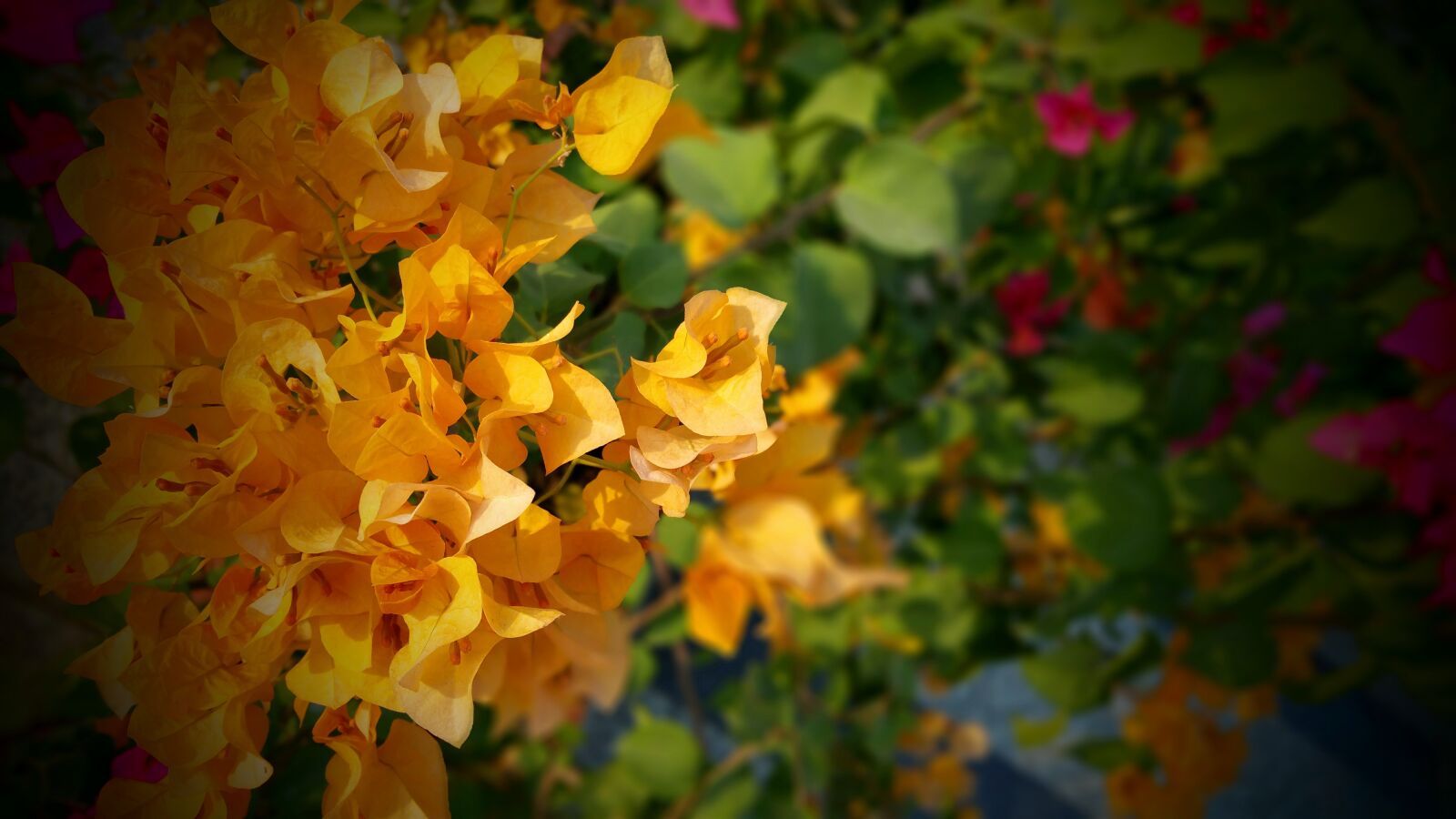Samsung Galaxy Note4 sample photo. Orange, and, green, bougainvillea photography