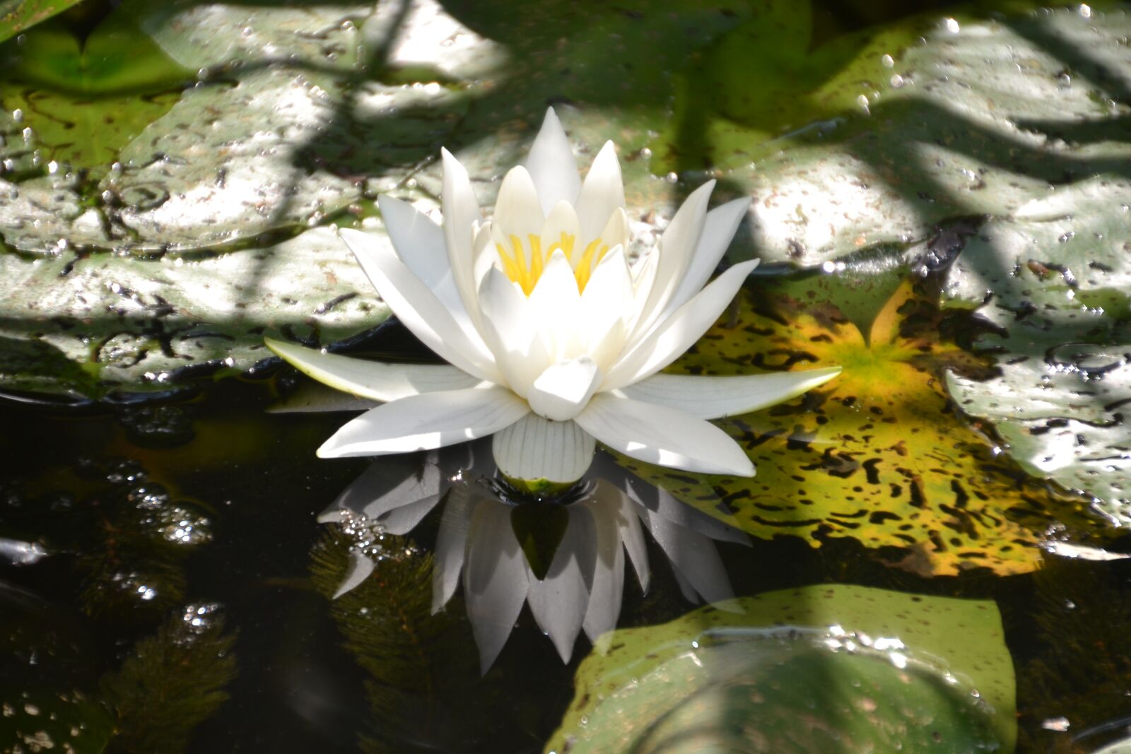Nikon D3100 sample photo. Water lily, white, water photography