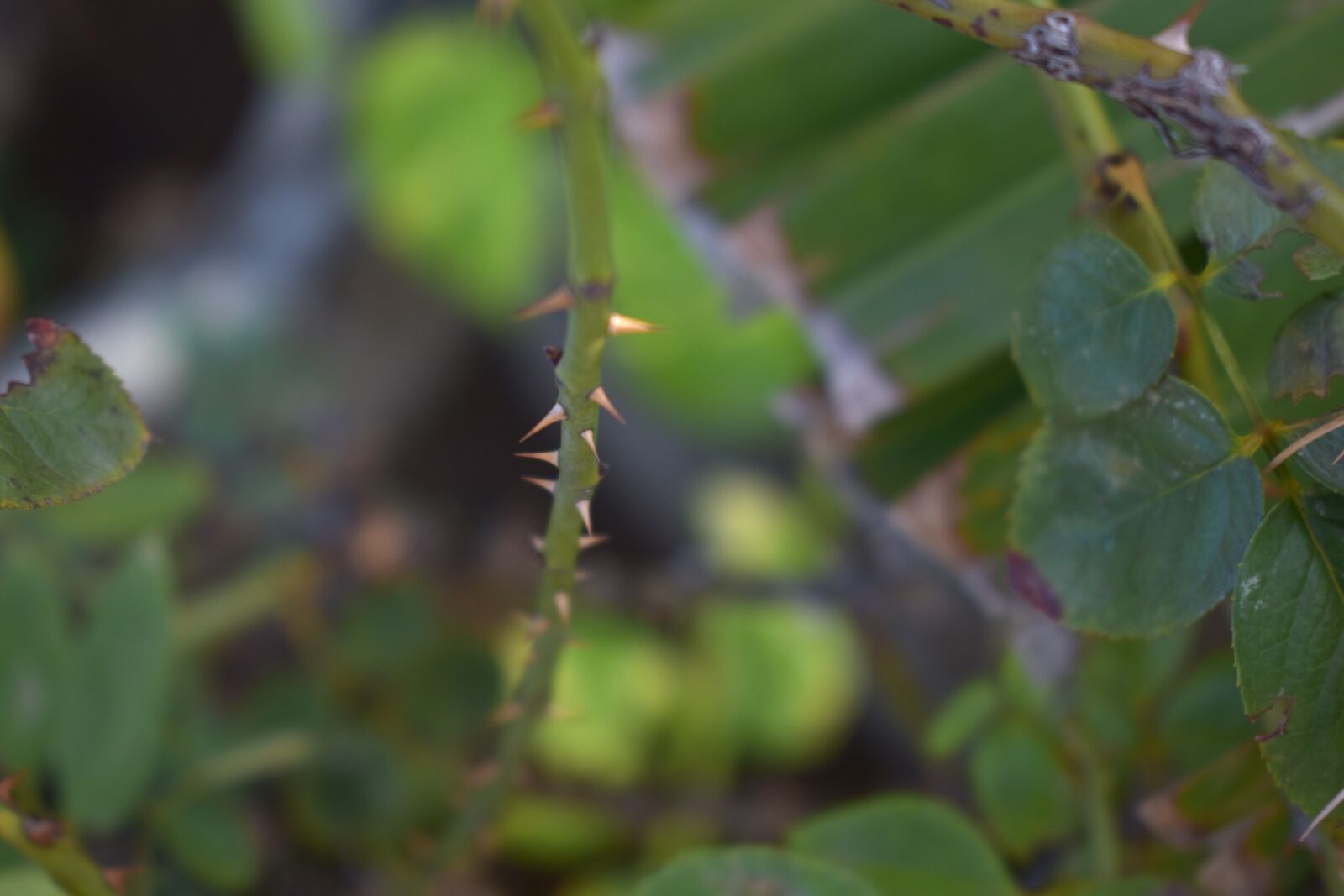 Nikon D5600 sample photo. Thorns, rose plant, prickles photography