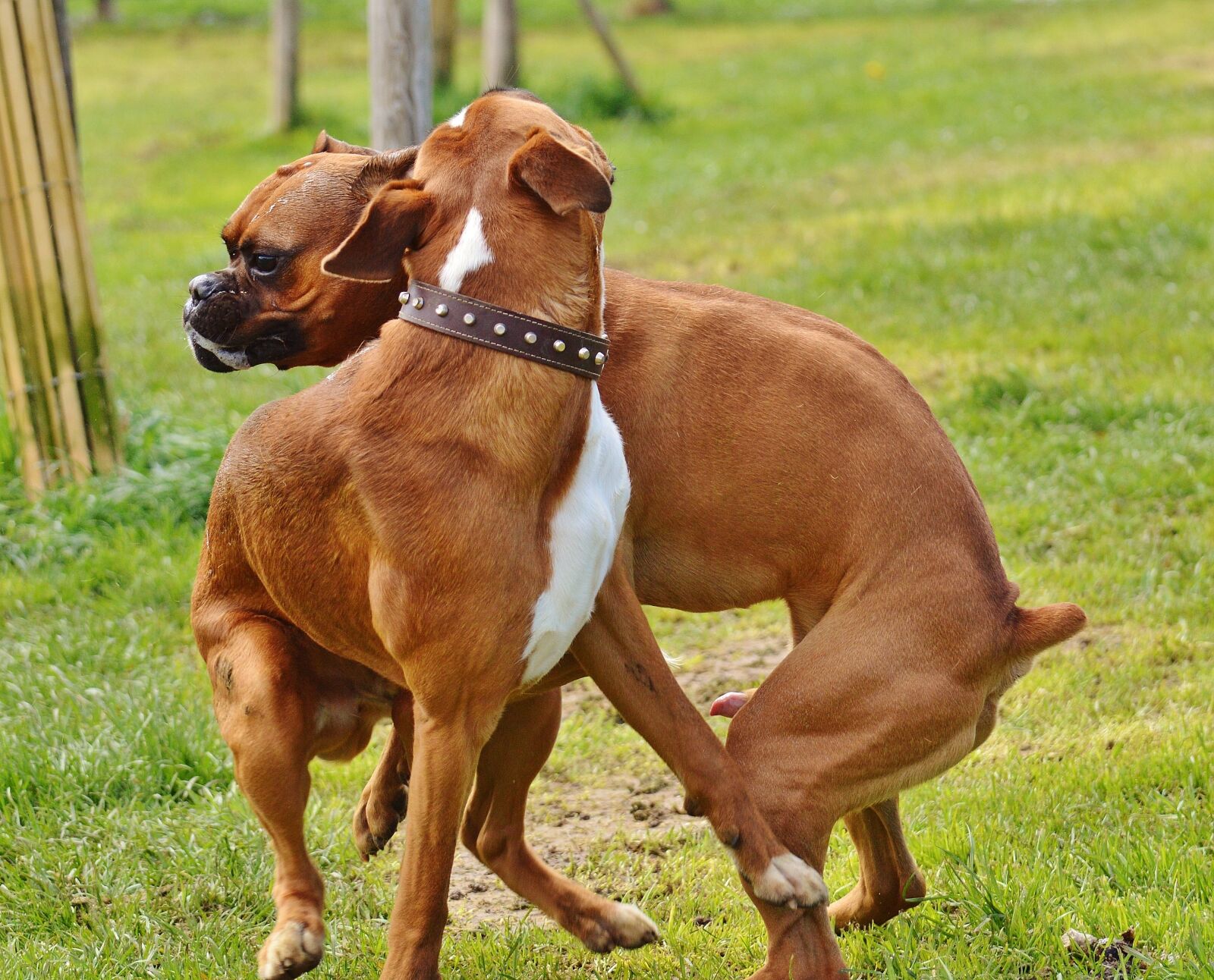 Nikon D3200 sample photo. Boxer dogs, dogs, good photography