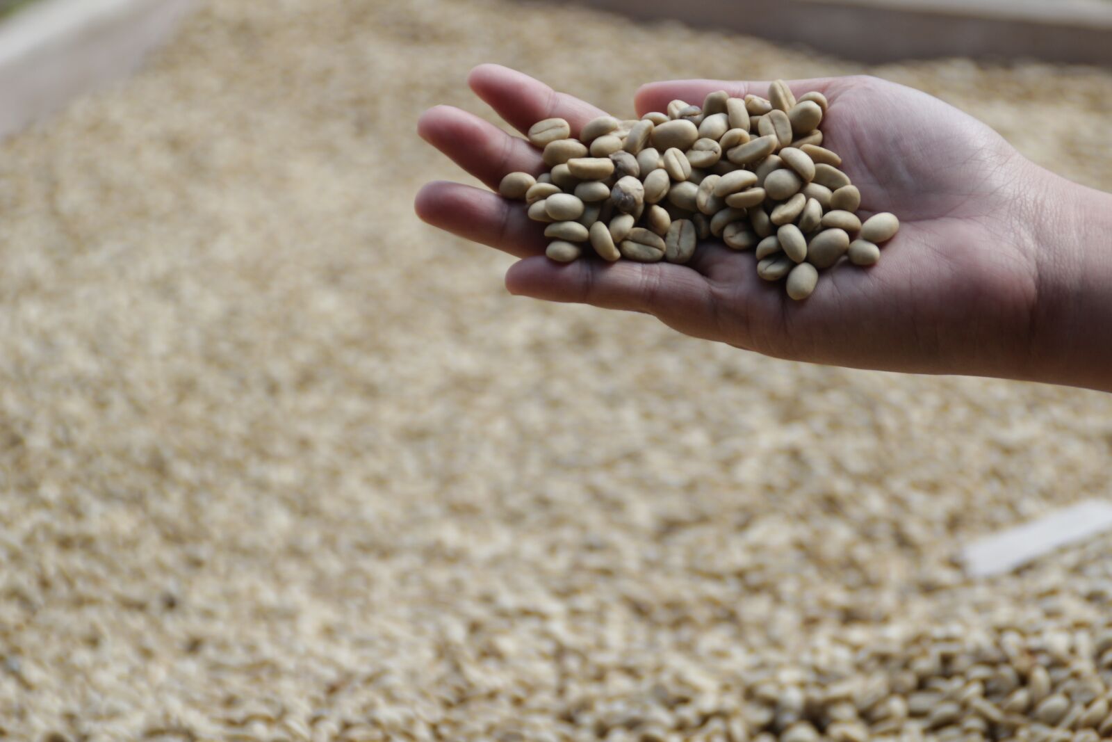 Canon EOS 600D (Rebel EOS T3i / EOS Kiss X5) sample photo. Coffee, indonesian coffee, coffee photography