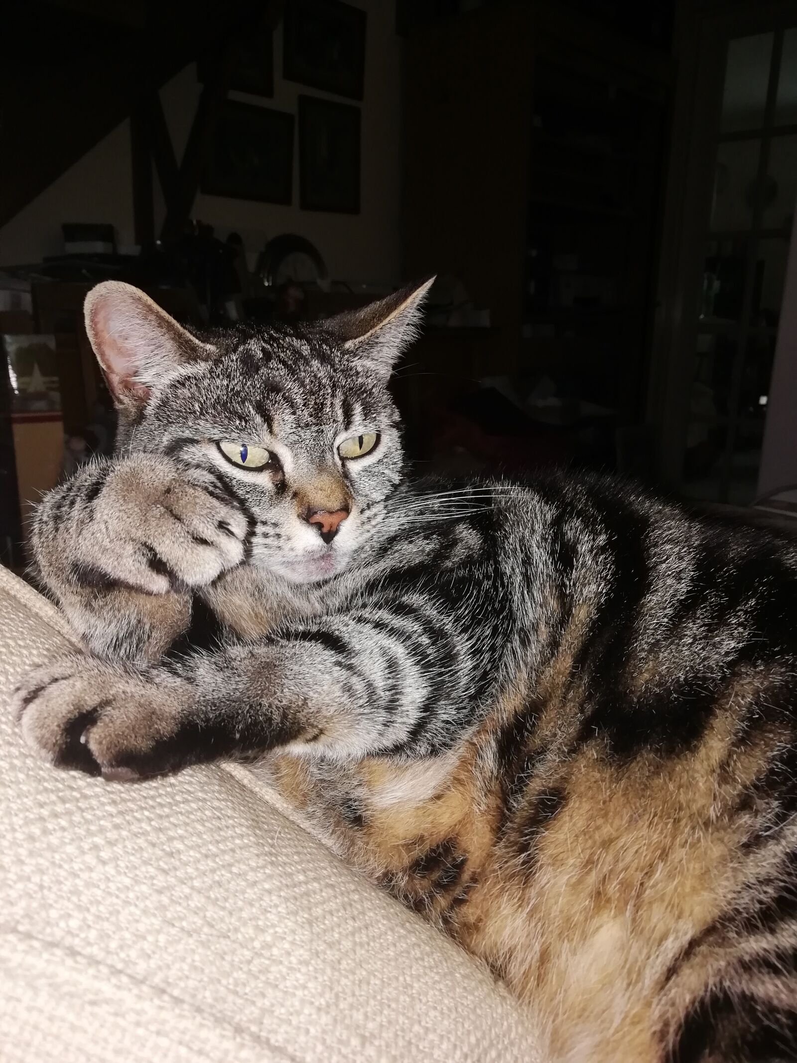 HUAWEI FIG-LX1 sample photo. Tabby, cat, grace photography