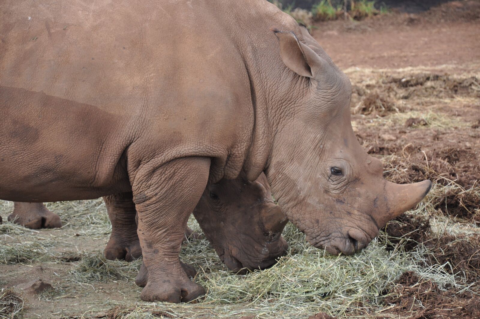Nikon D90 sample photo. Rhino, zoo, endangered photography