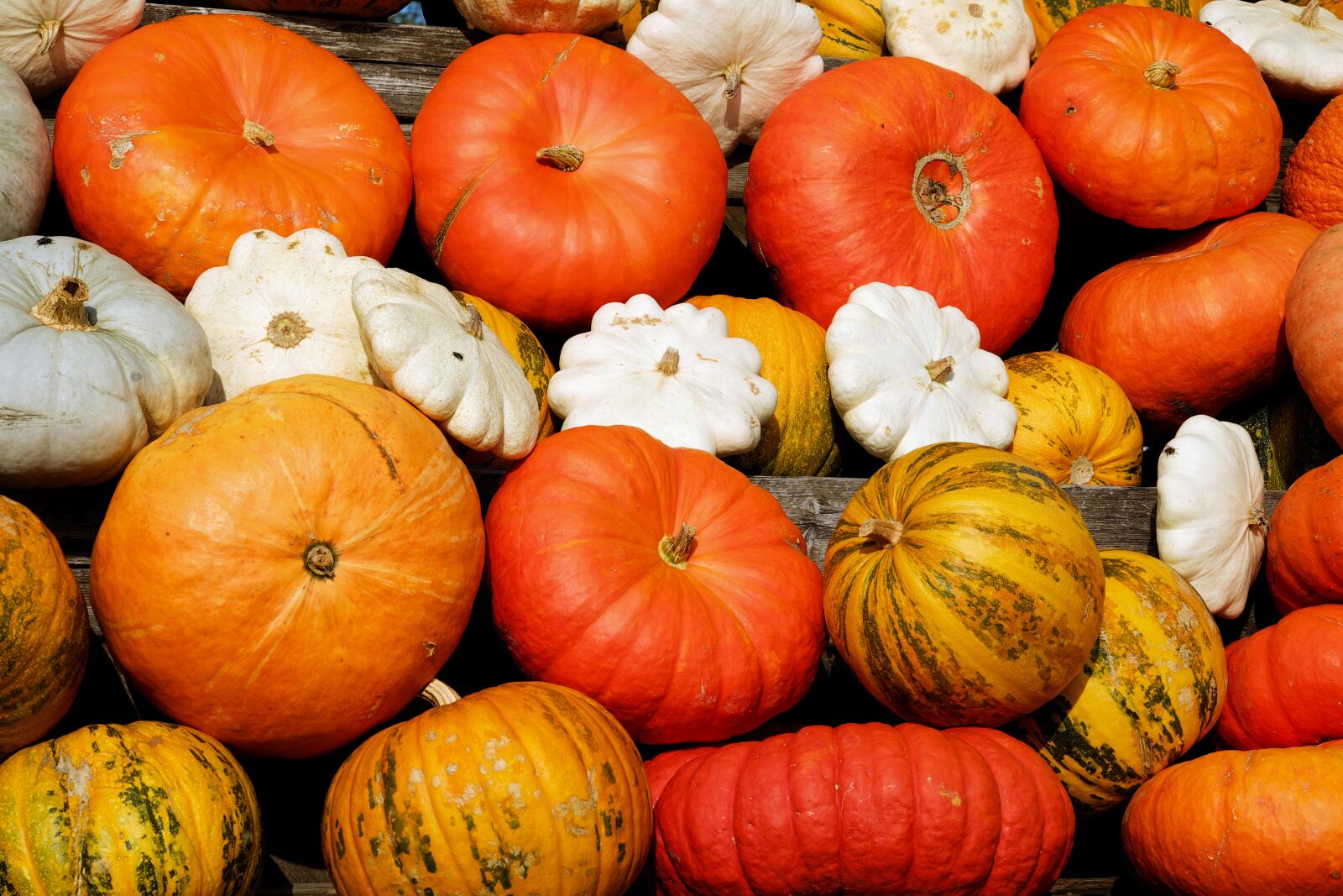 Fujifilm XF 55-200mm F3.5-4.8 R LM OIS sample photo. Pumpkins, decorative squashes, colorful photography