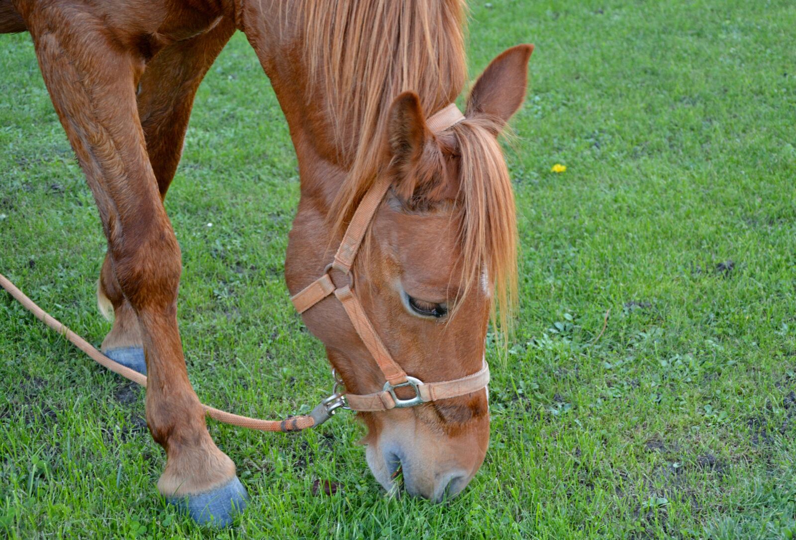 Nikon D5200 sample photo. Horse, horse eating grass photography