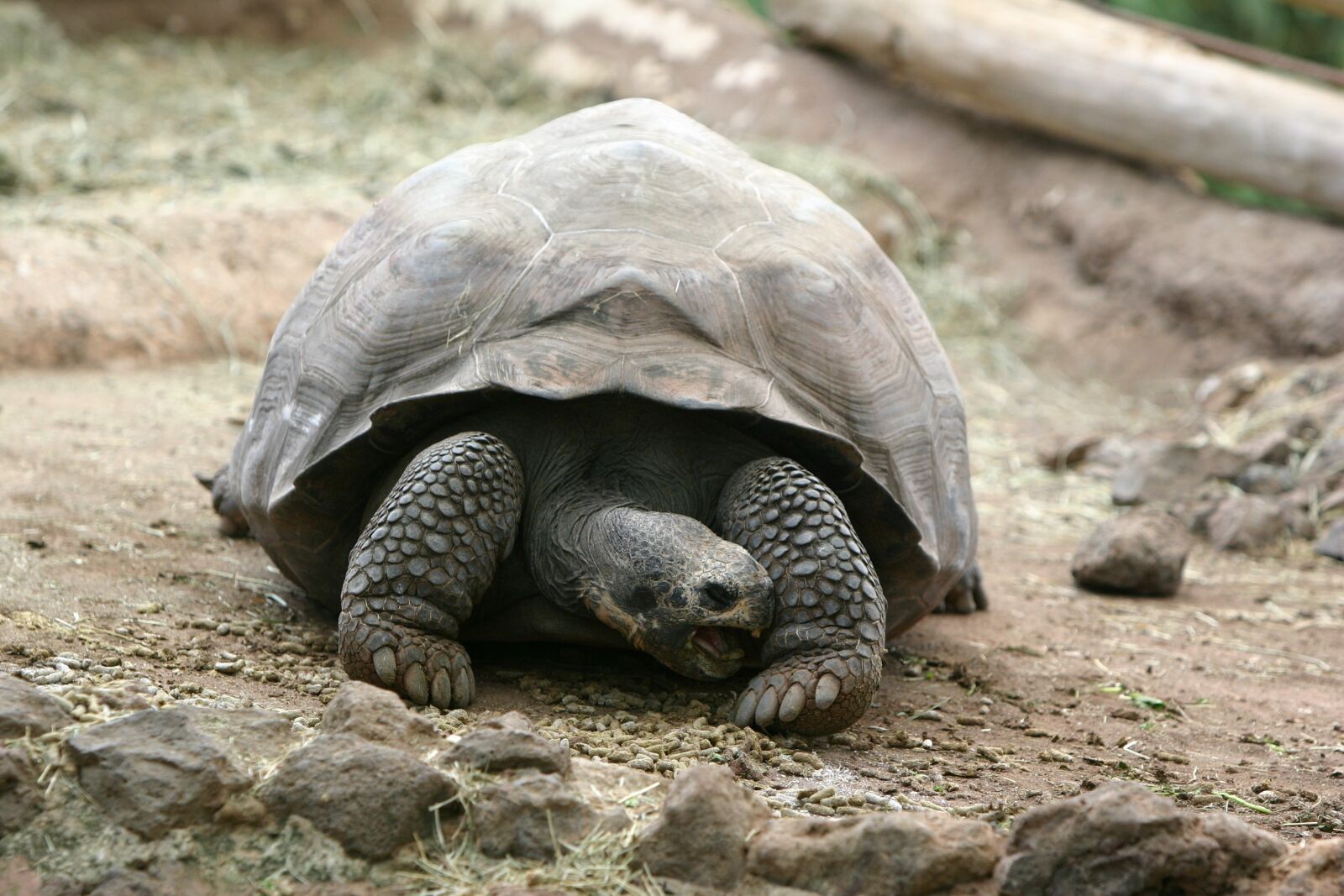 Canon EOS 300D (EOS Digital Rebel / EOS Kiss Digital) sample photo. Turtle, nature, animal photography