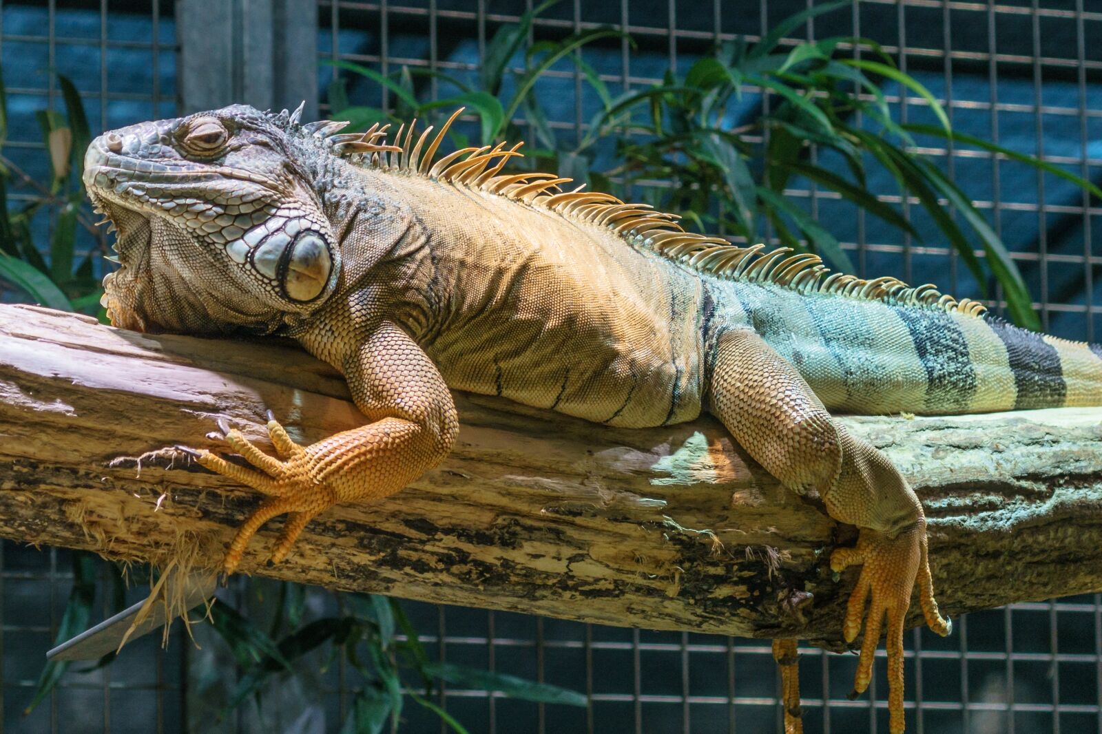 Sony DT 50mm F1.8 SAM sample photo. Zoo, iguana, scale photography