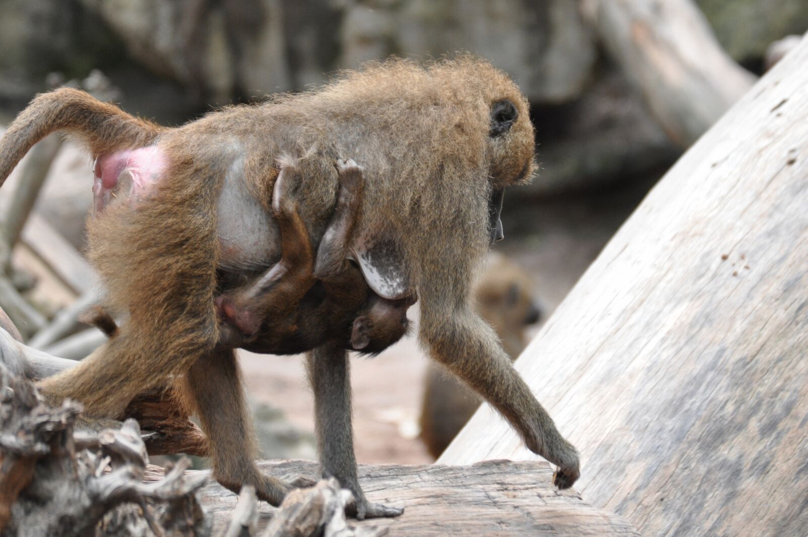 Nikon D90 sample photo. Monkey, baboon, zoo photography