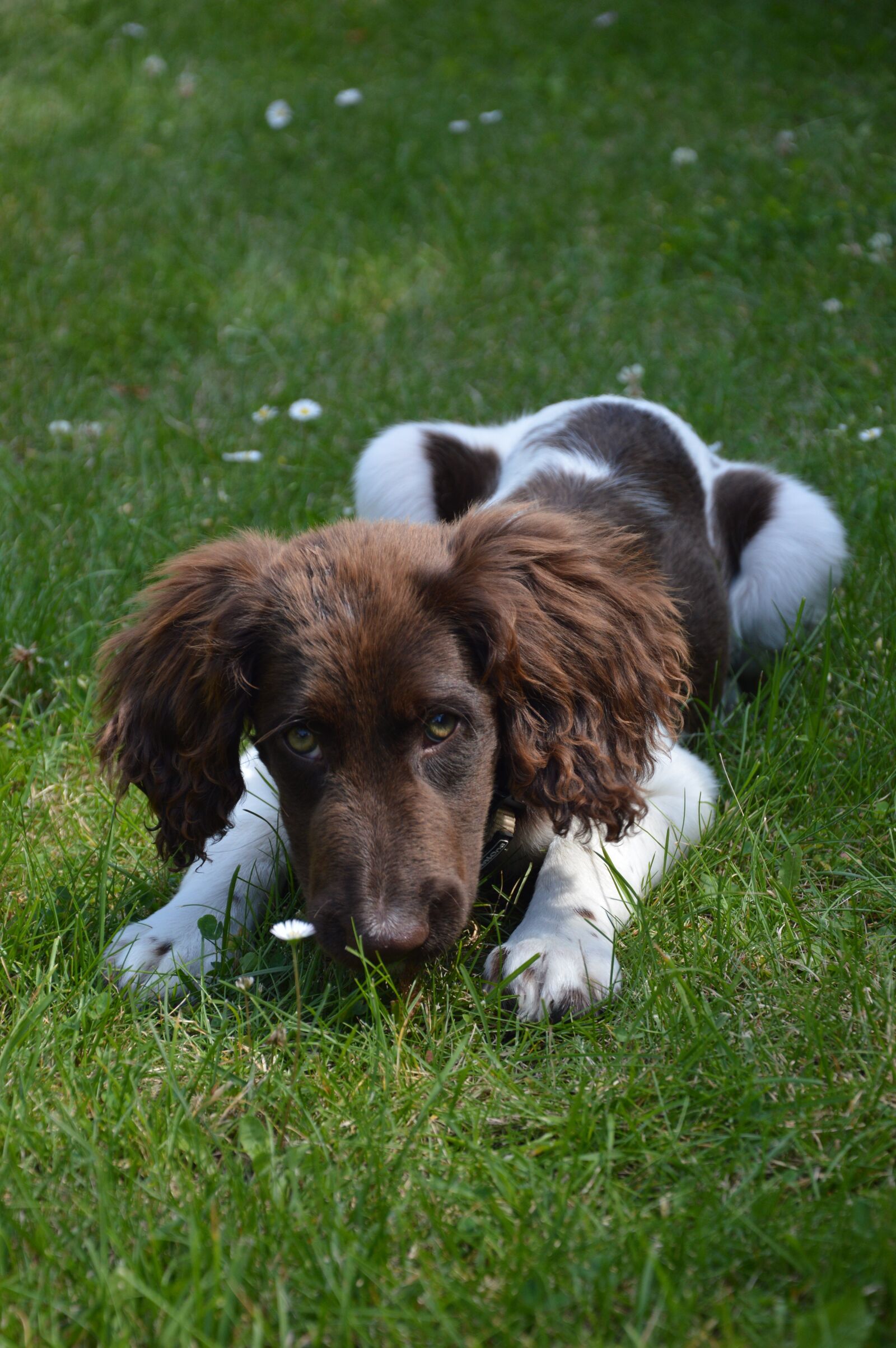 Nikon D3200 sample photo. Dog, puppy, animal photography