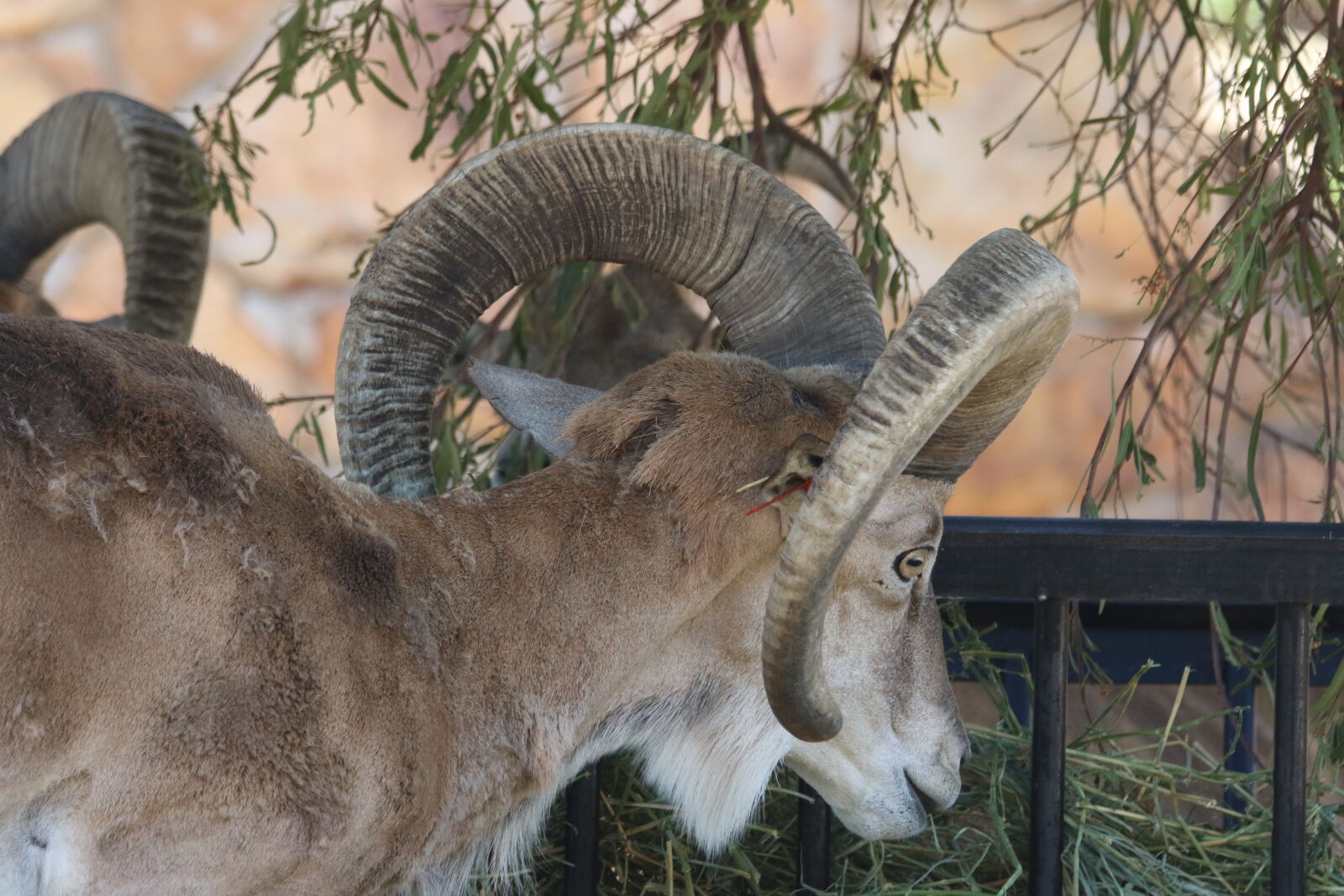 Canon EOS 7D Mark II sample photo. Animal, curly, eat, eye photography