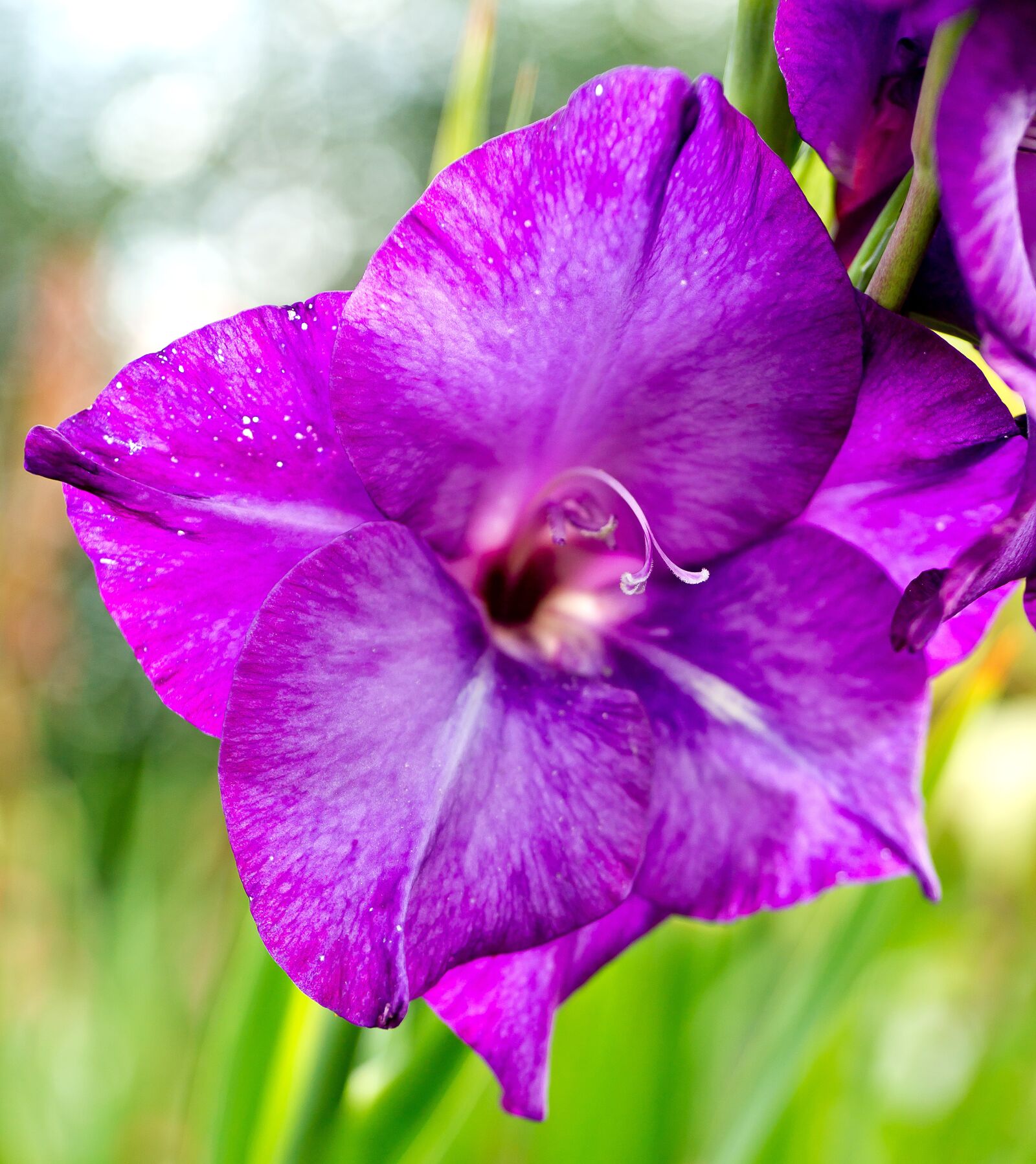 Sony Alpha DSLR-A850 + Minolta AF 50mm F3.5 Macro sample photo. Nature, flower, gladiolus photography