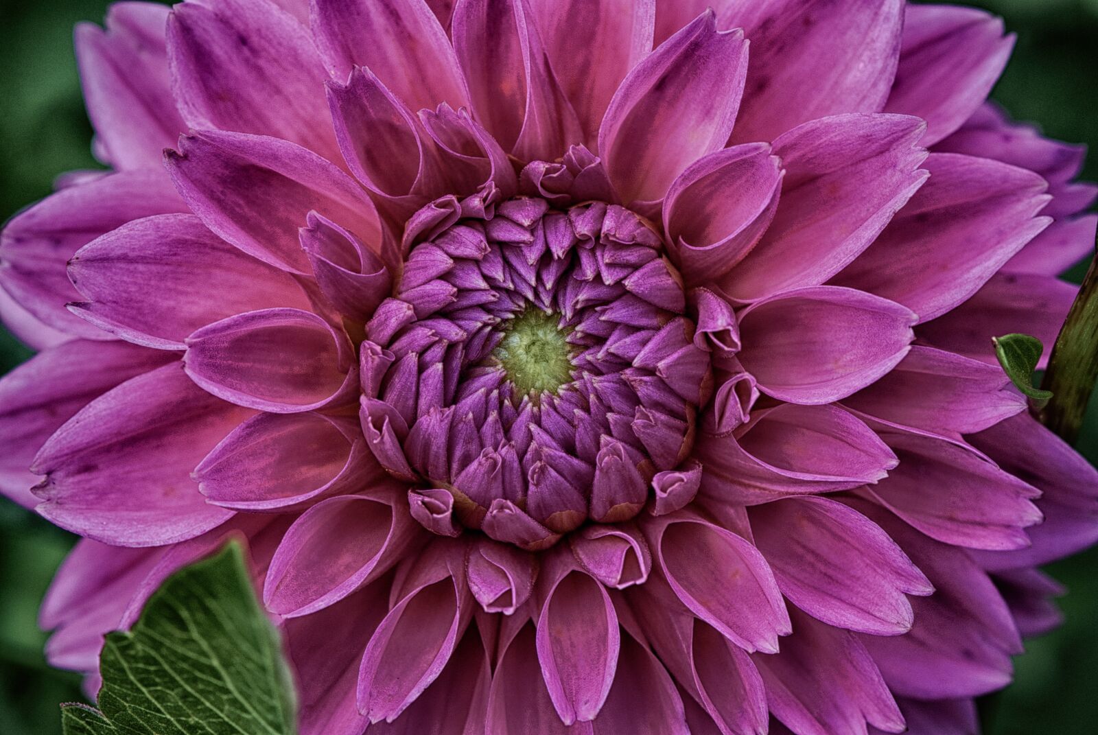 Nikon D7200 sample photo. Dahlia, dahlias, asteraceae photography