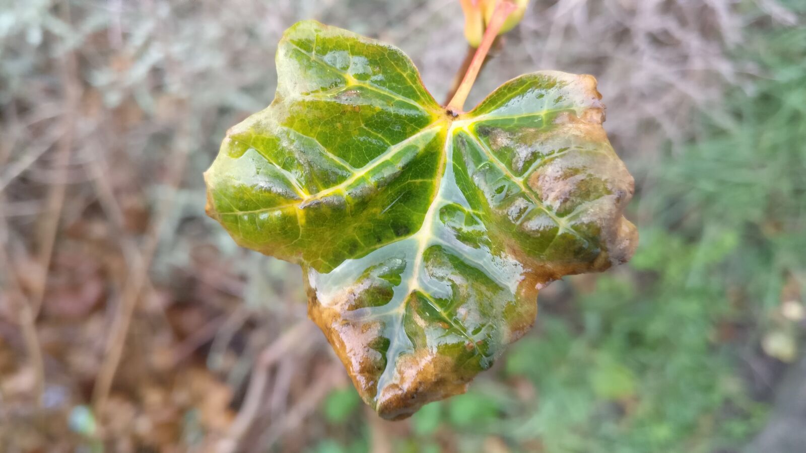 OnePlus A3003 sample photo. Leaf, rain, autumn photography