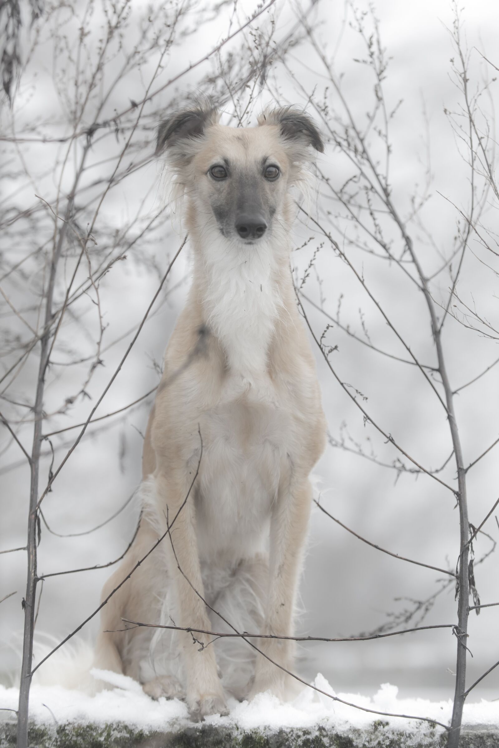 Nikon D750 sample photo. Silken wind sprite, dog photography