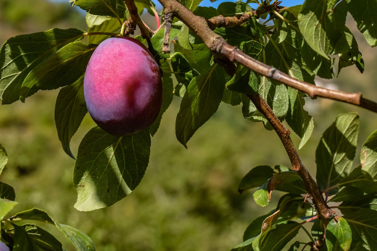 Nikon D3300 sample photo. Plum, damson, fruit photography