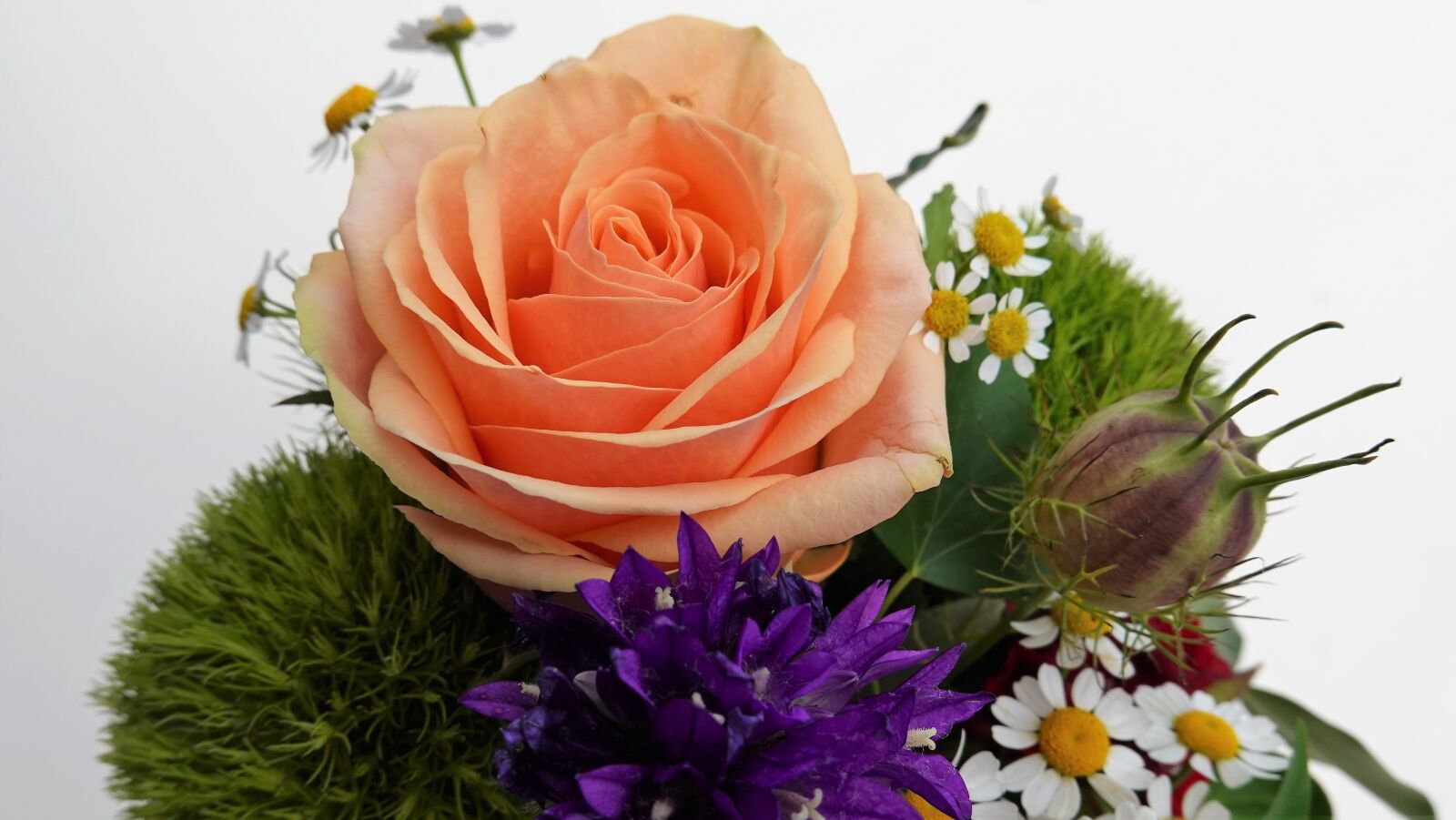 Sony DSC-RX100M7 sample photo. Flowers, rose bloom, pink photography