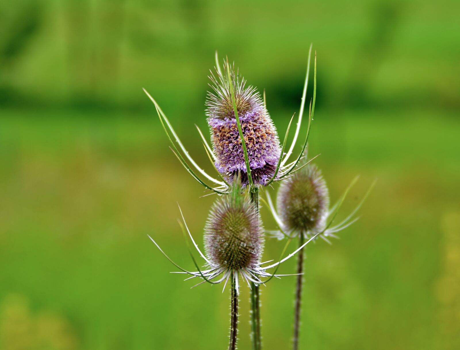 Nikon D600 sample photo. Thistle, thistles, flower photography