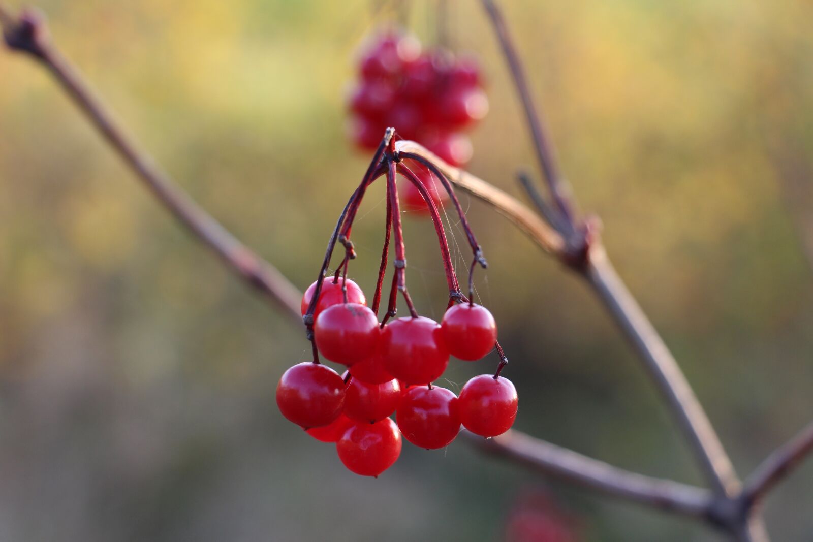 Canon EOS 700D (EOS Rebel T5i / EOS Kiss X7i) sample photo. Berry, red, nature photography