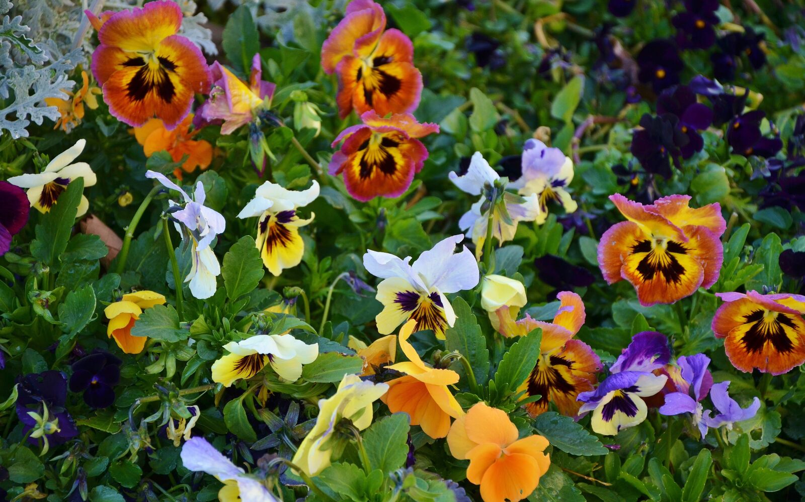 Nikon D7000 sample photo. Pansy, flower, natur photography
