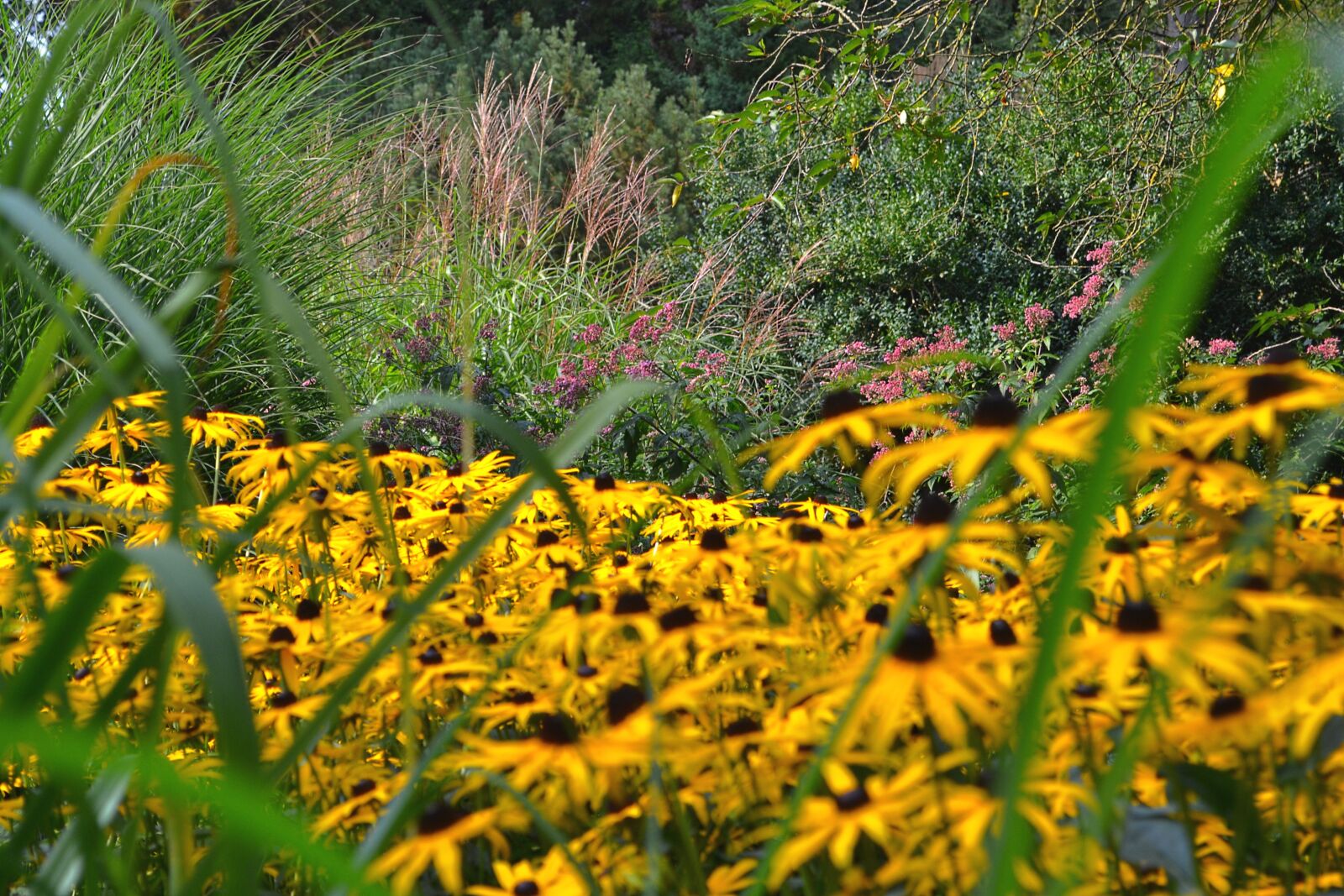 Nikon D3100 sample photo. Flowers, yellow, garden photography